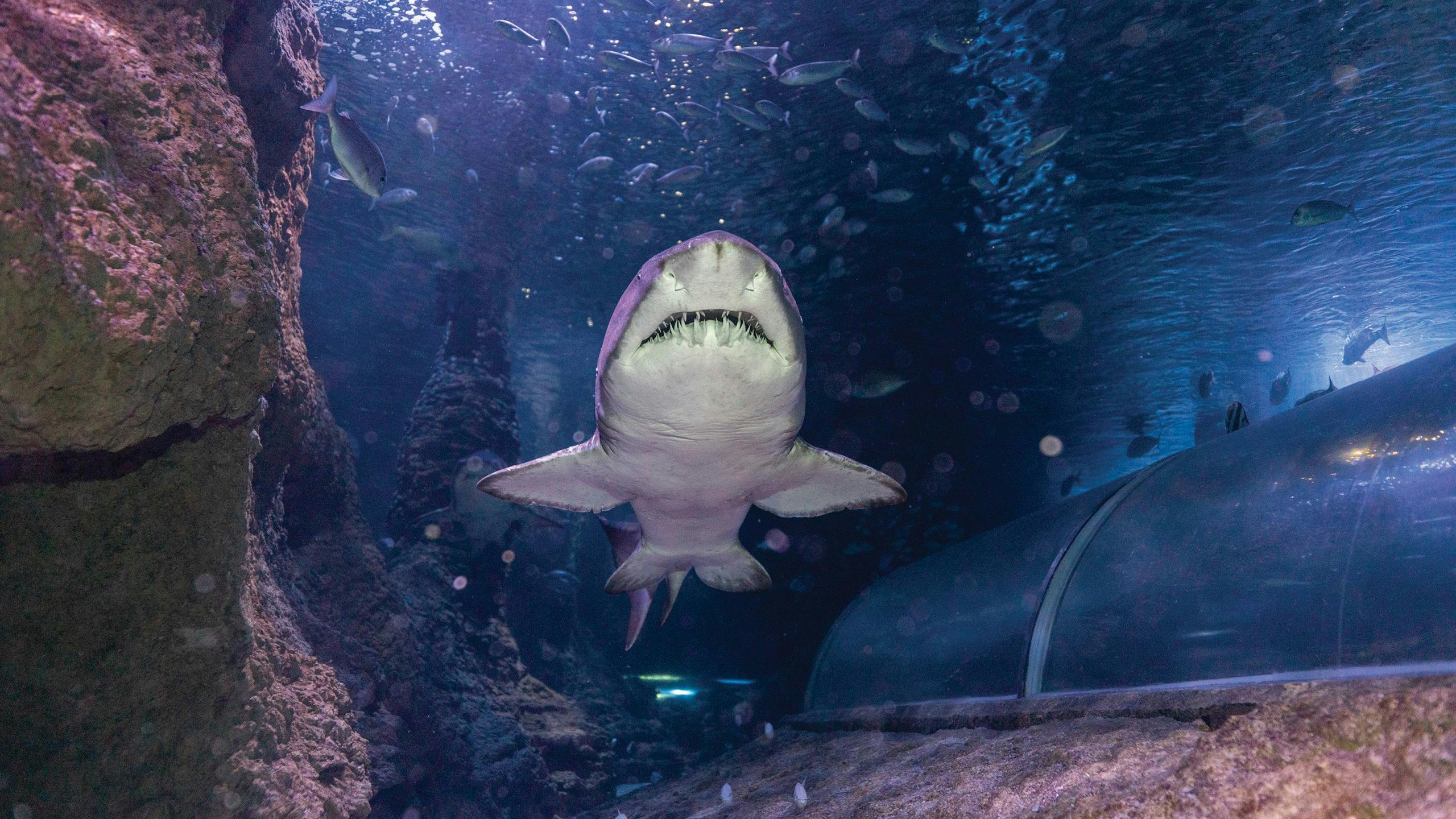 shark