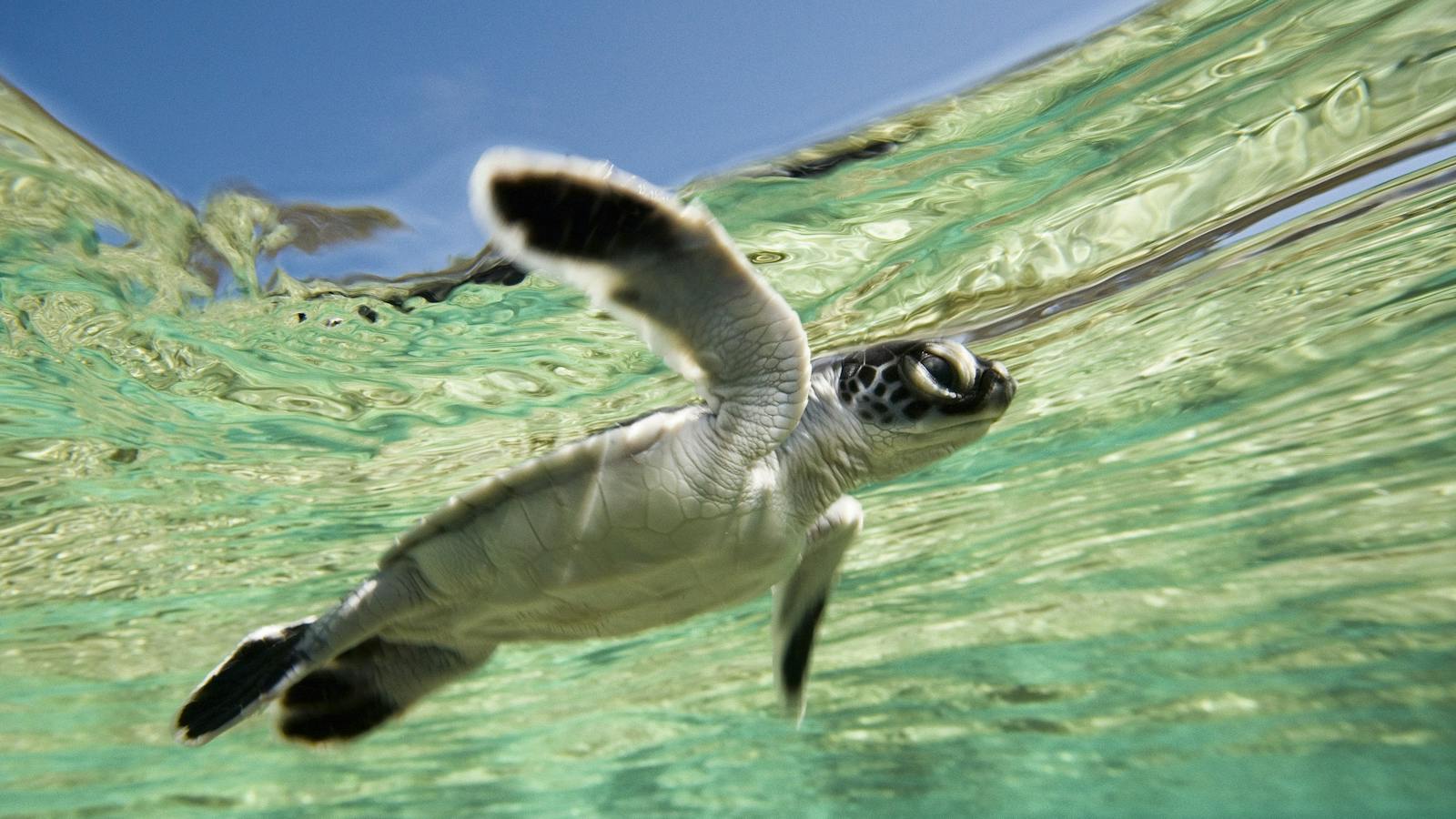 Turtles on Lady Elliot Island