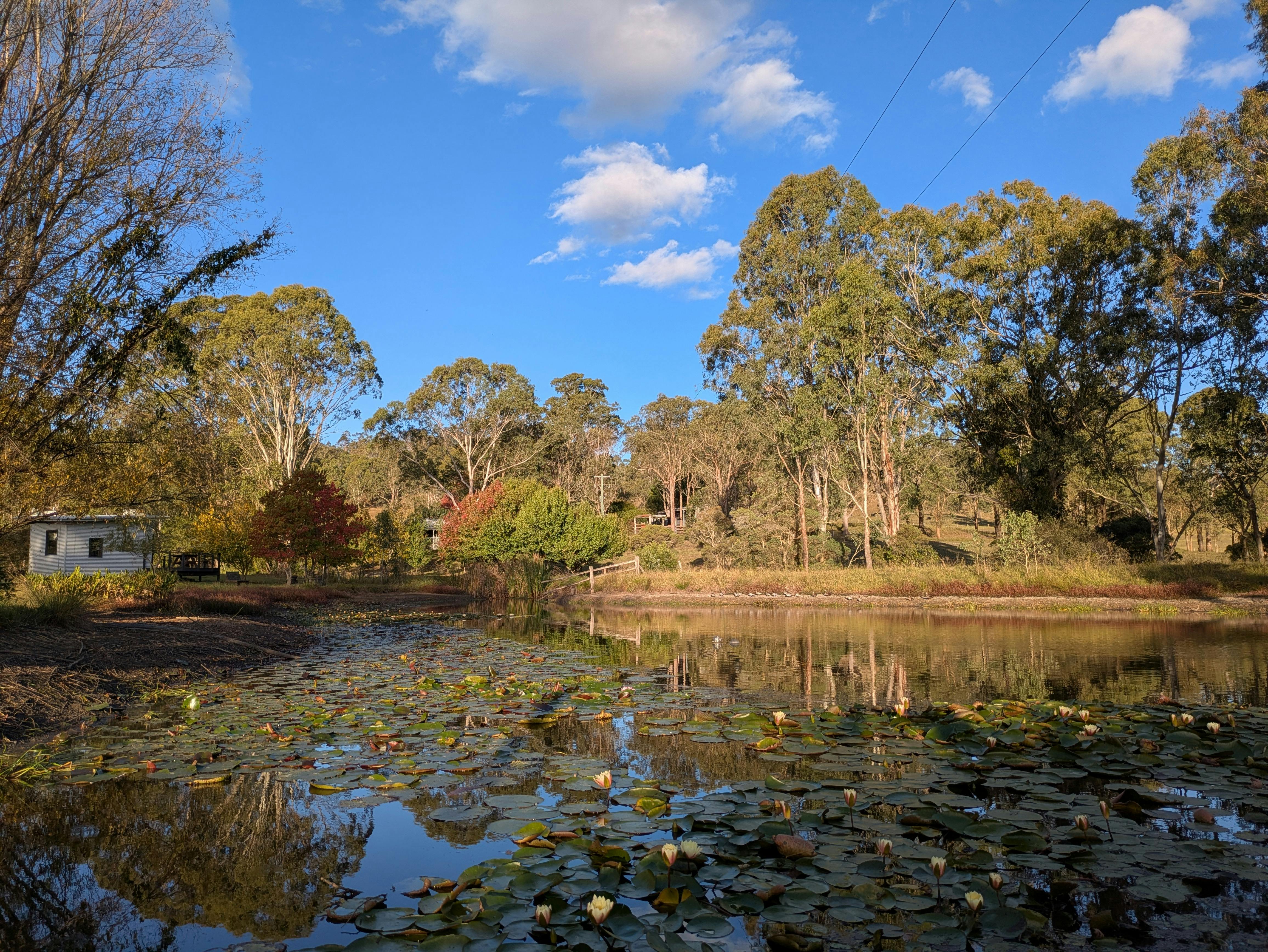 Our dam with flowering water lillies. The Cellar Door visible to the left centre.