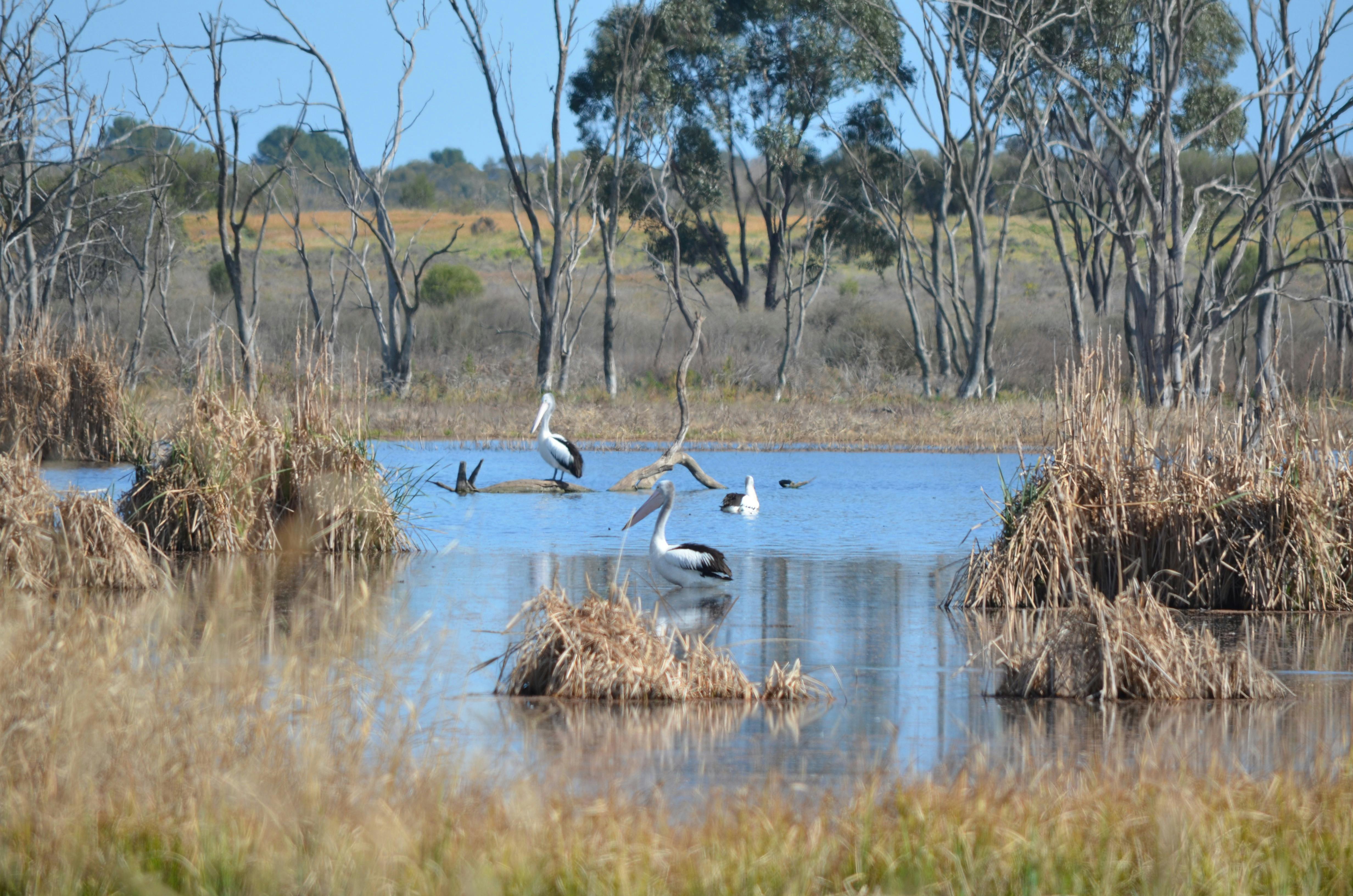 Campbell's Wetlands - Pelicans