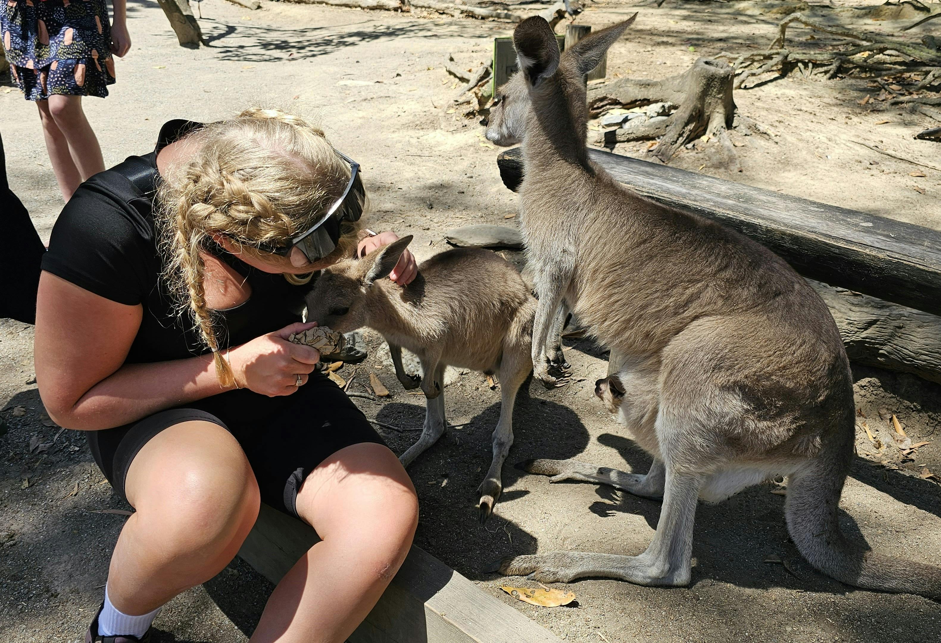 Tour 7A & 7B - Wildlife, The Daintree Rainforest & Mossmna Gorge