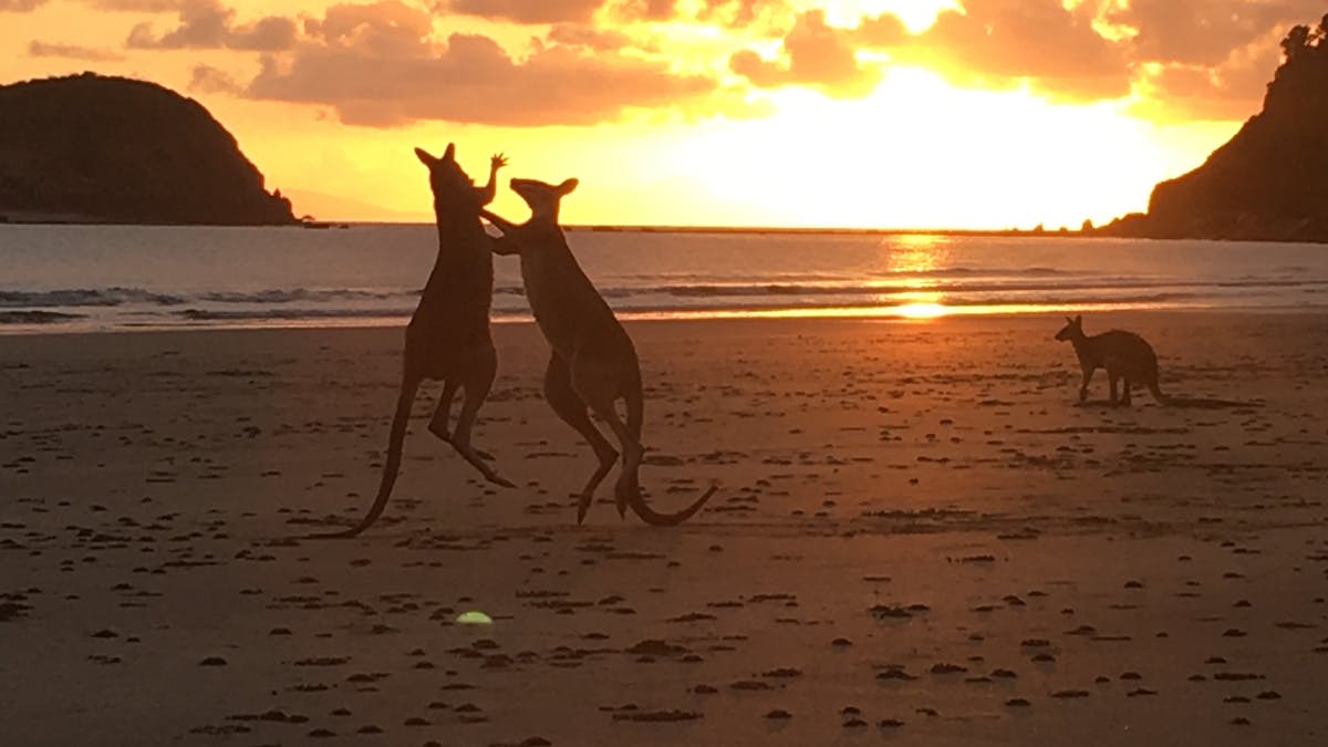 Wallabies at sunrise on nearby Cape Hillsborough beach