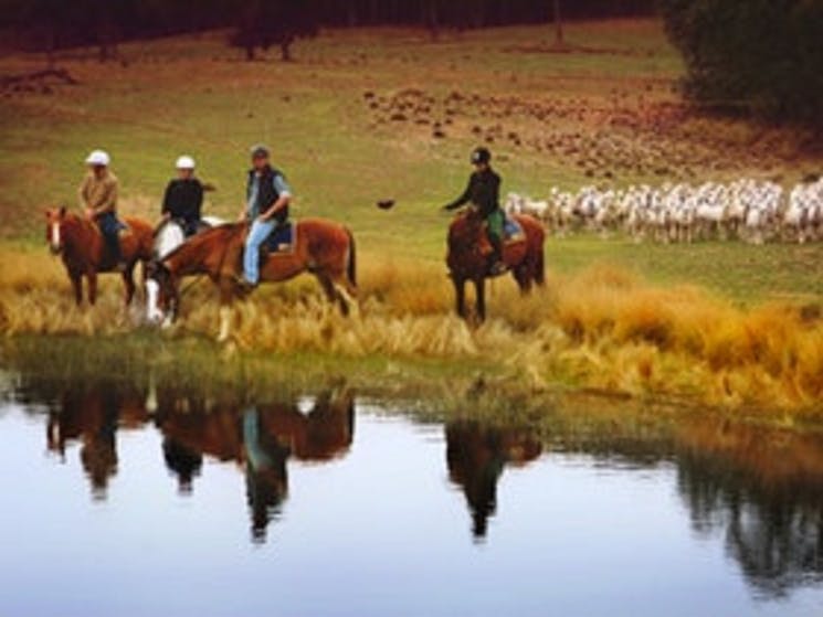 Join our muster rides and experience the true stockmans ride. (Experience neccessary)