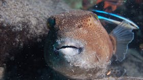 Amity Point Dive Site