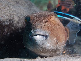 Amity Point Dive Site