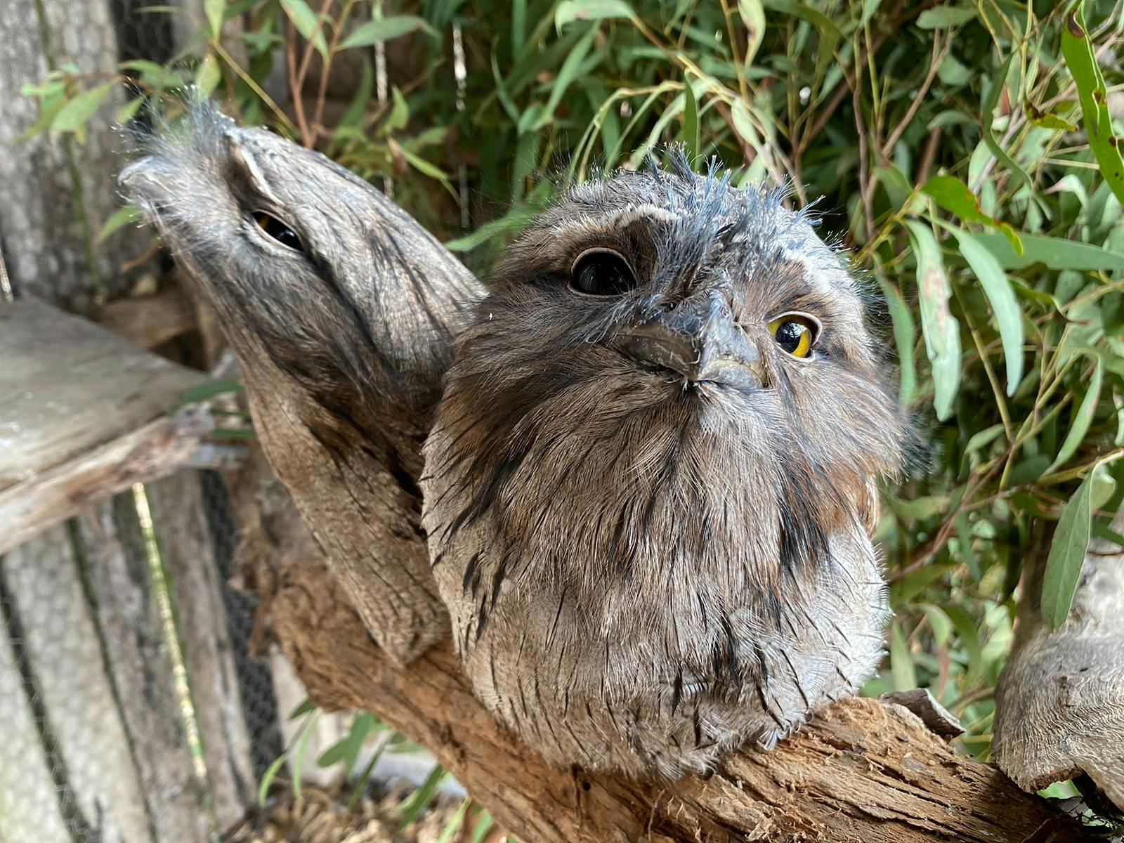 Hidden in plain sight image