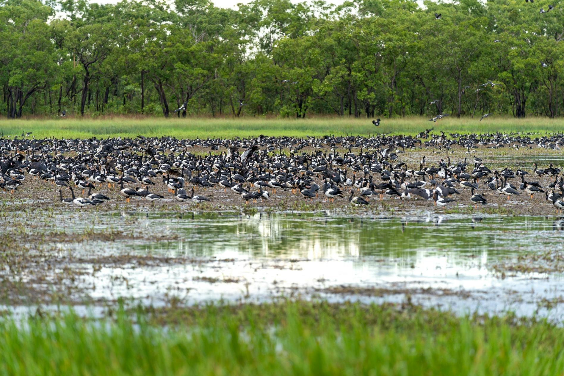 Autopia Tours Darwin Bird Wetlands