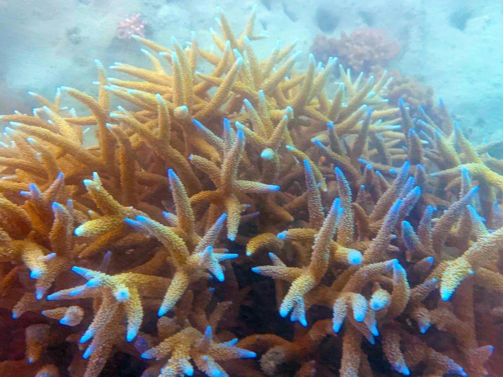 Coral in the local reefs around Airlie Beach, gateway to The Great Barrier Reef