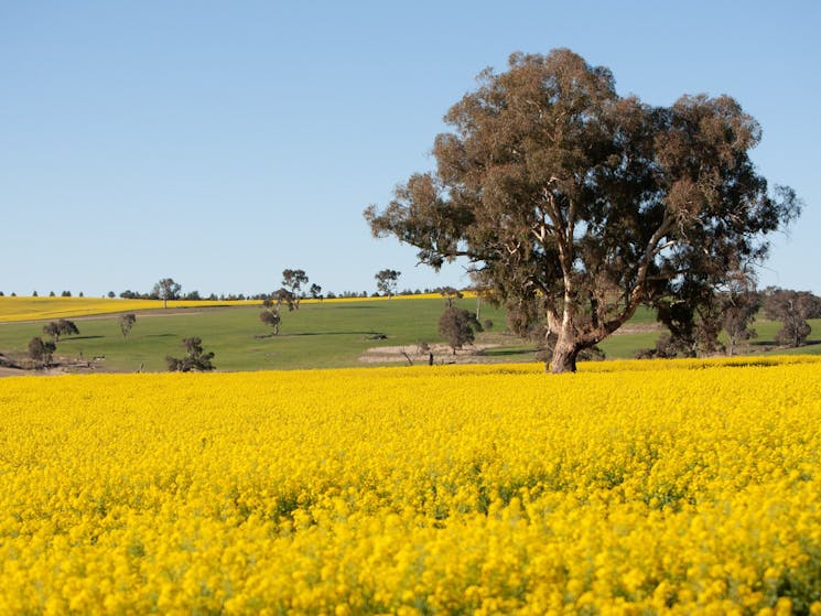 Large eucalypt tree in middle of field of yellow flowering canola. Blue cloudless sky.