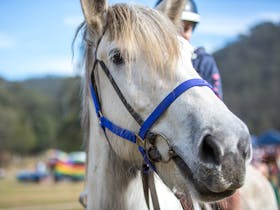 Horses Birthday Festival at Glenworth Valley