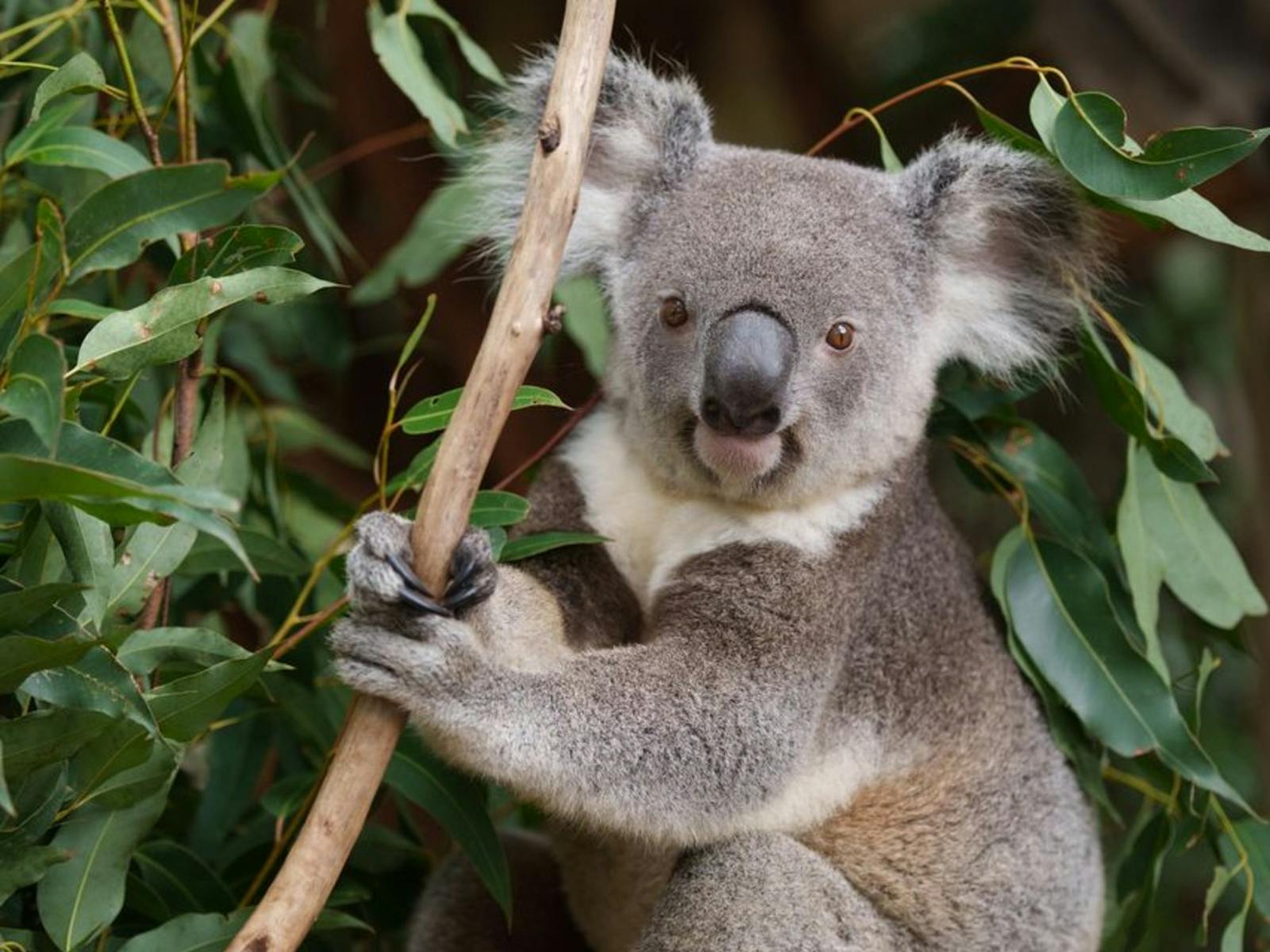 Koala @ Lone Pine Koala Sanctuary Koala @ Lone Pine Koala Sanctuary