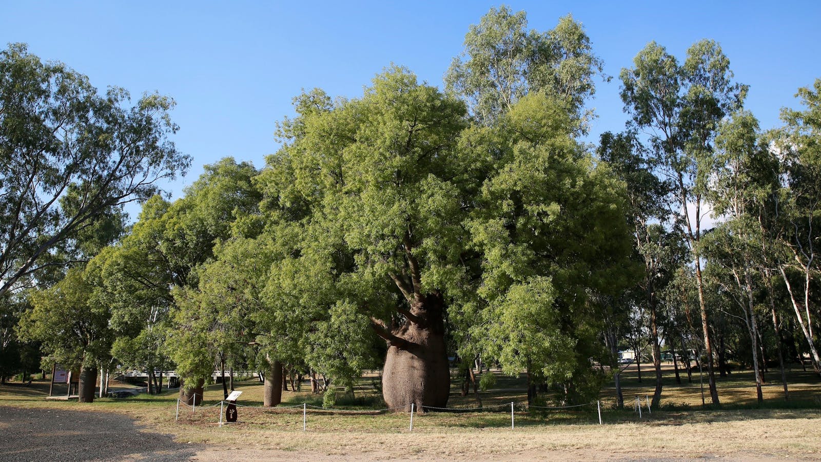 Roma's Largest Bottle Tree