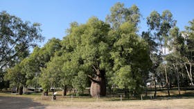 Roma's Largest Bottle Tree
