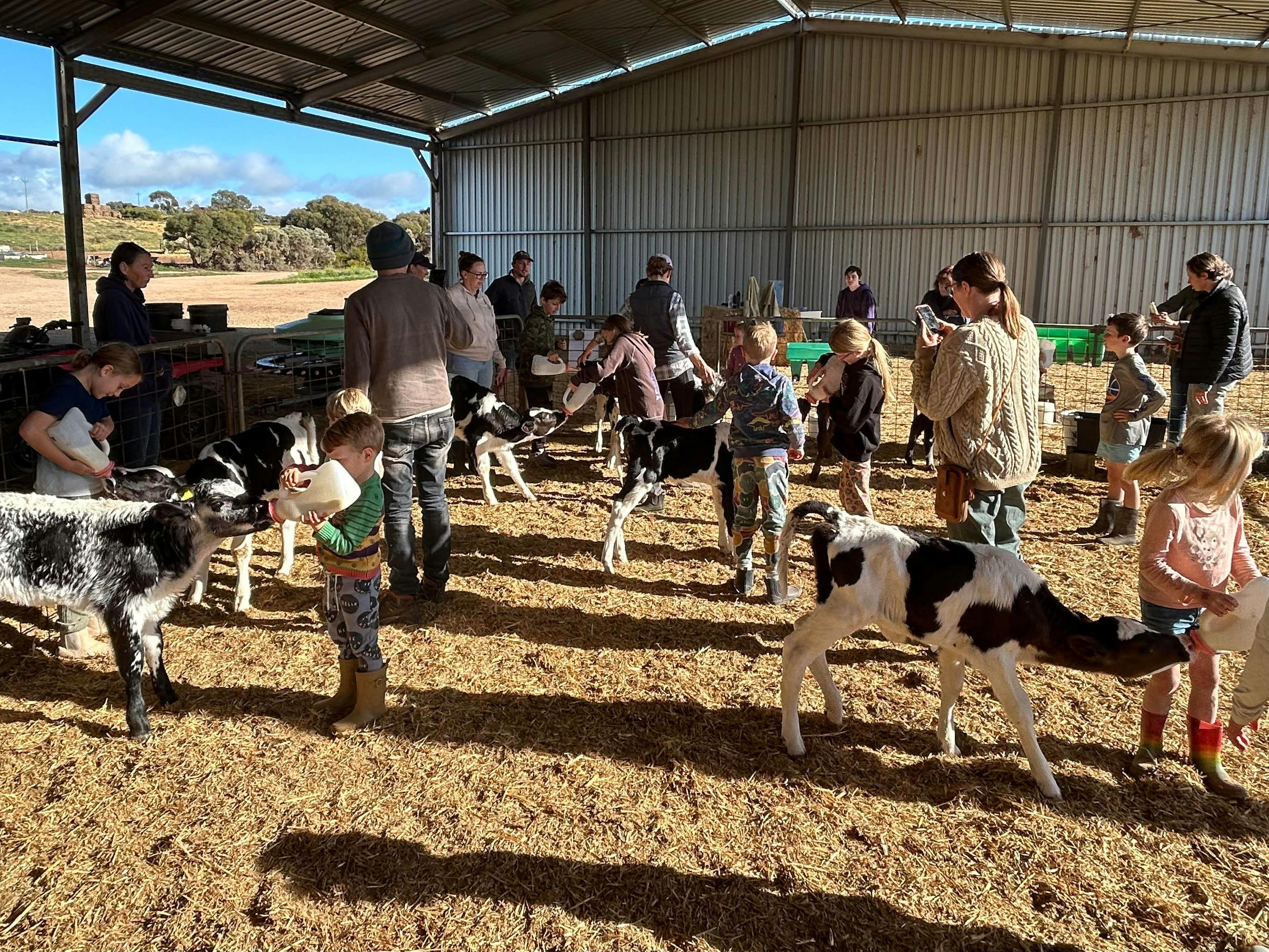 Bottle feeding calves
