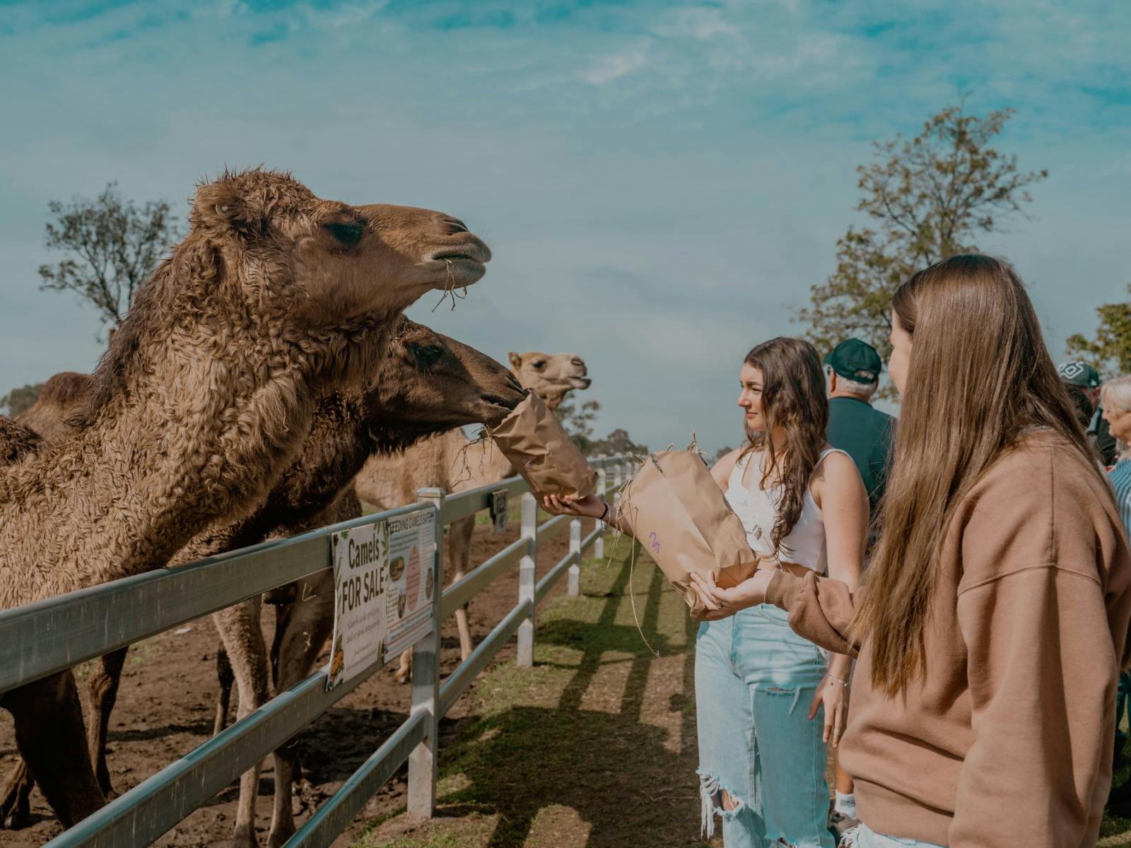 Summer Land Camels