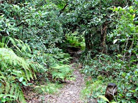 Seaforth Oval to Natural Bridge Track