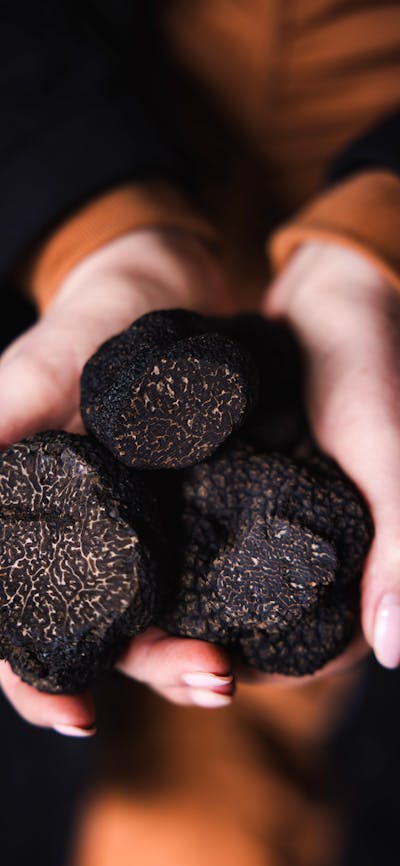Truffle Hunt