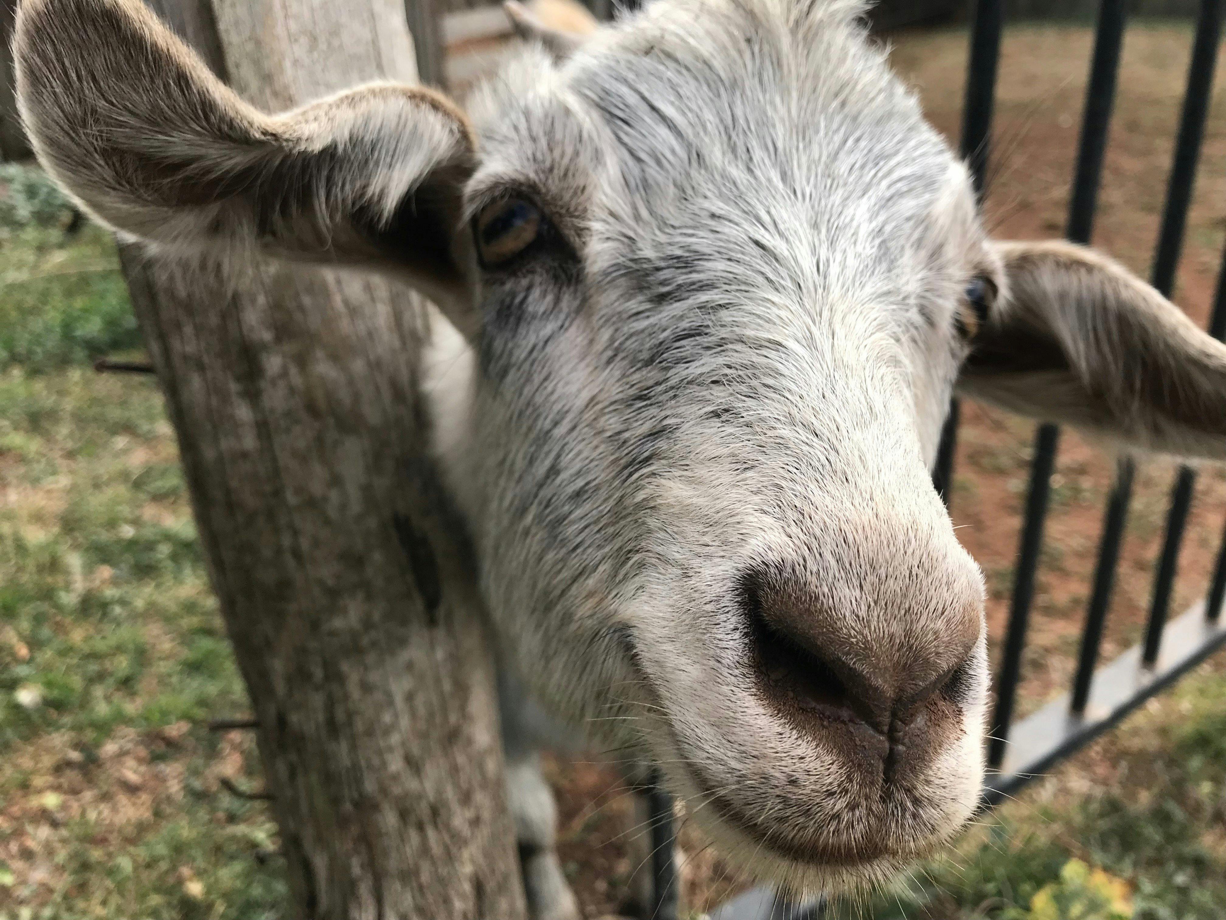 Taralga Wildlife Park