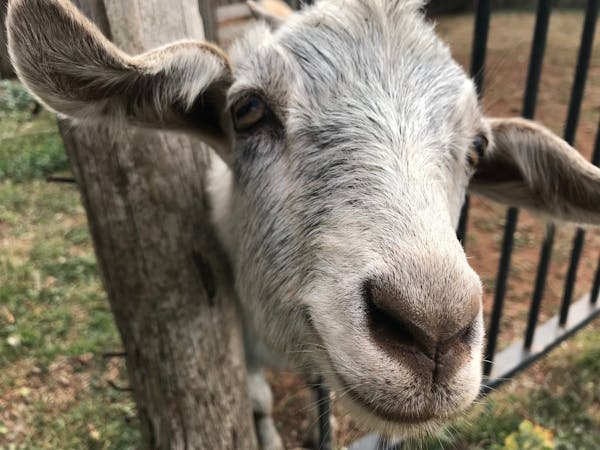 Taralga Wildlife Park