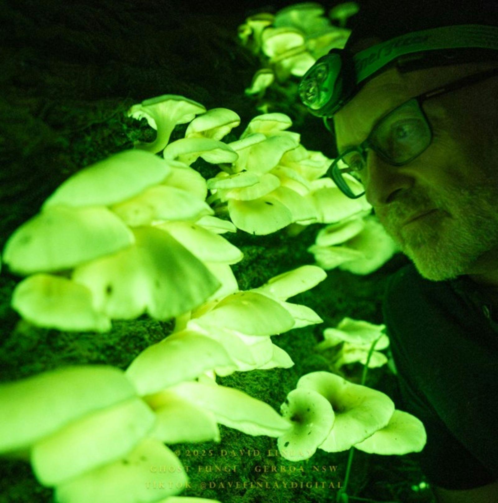 Nature Talks: Ghost Fungi and Sea Sparkles at Shellharbour City Library