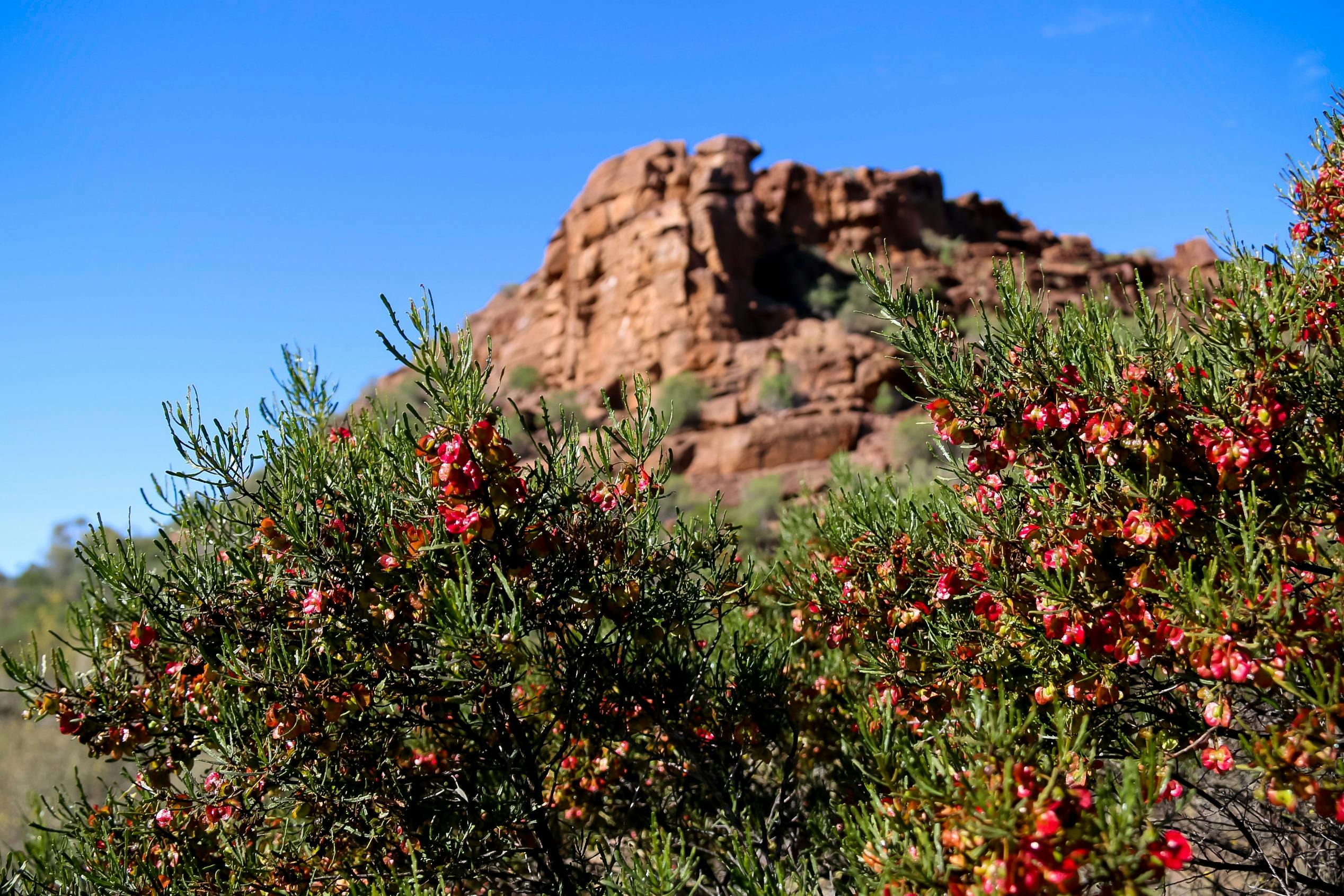 Wild Dog Hill