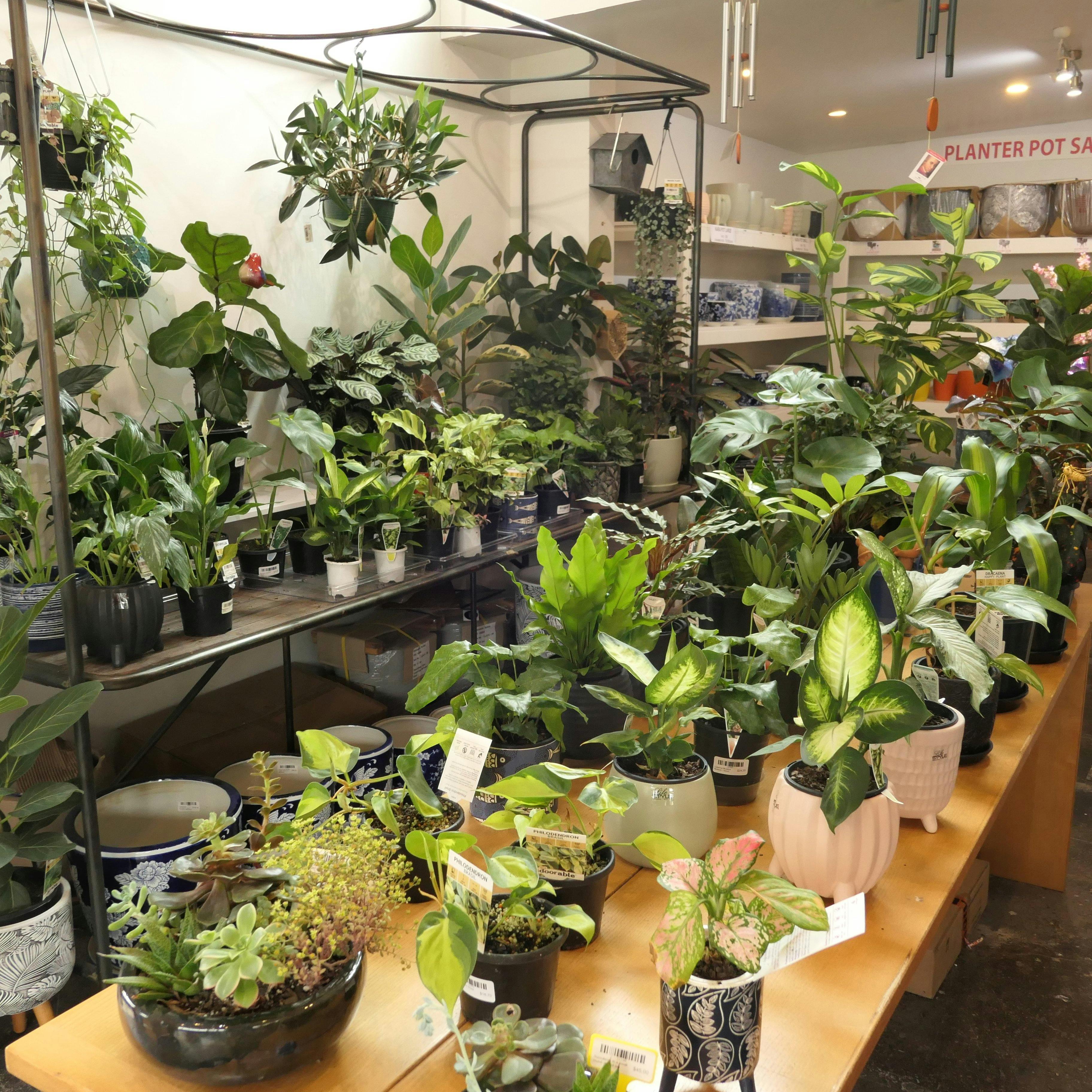室內植物展示
