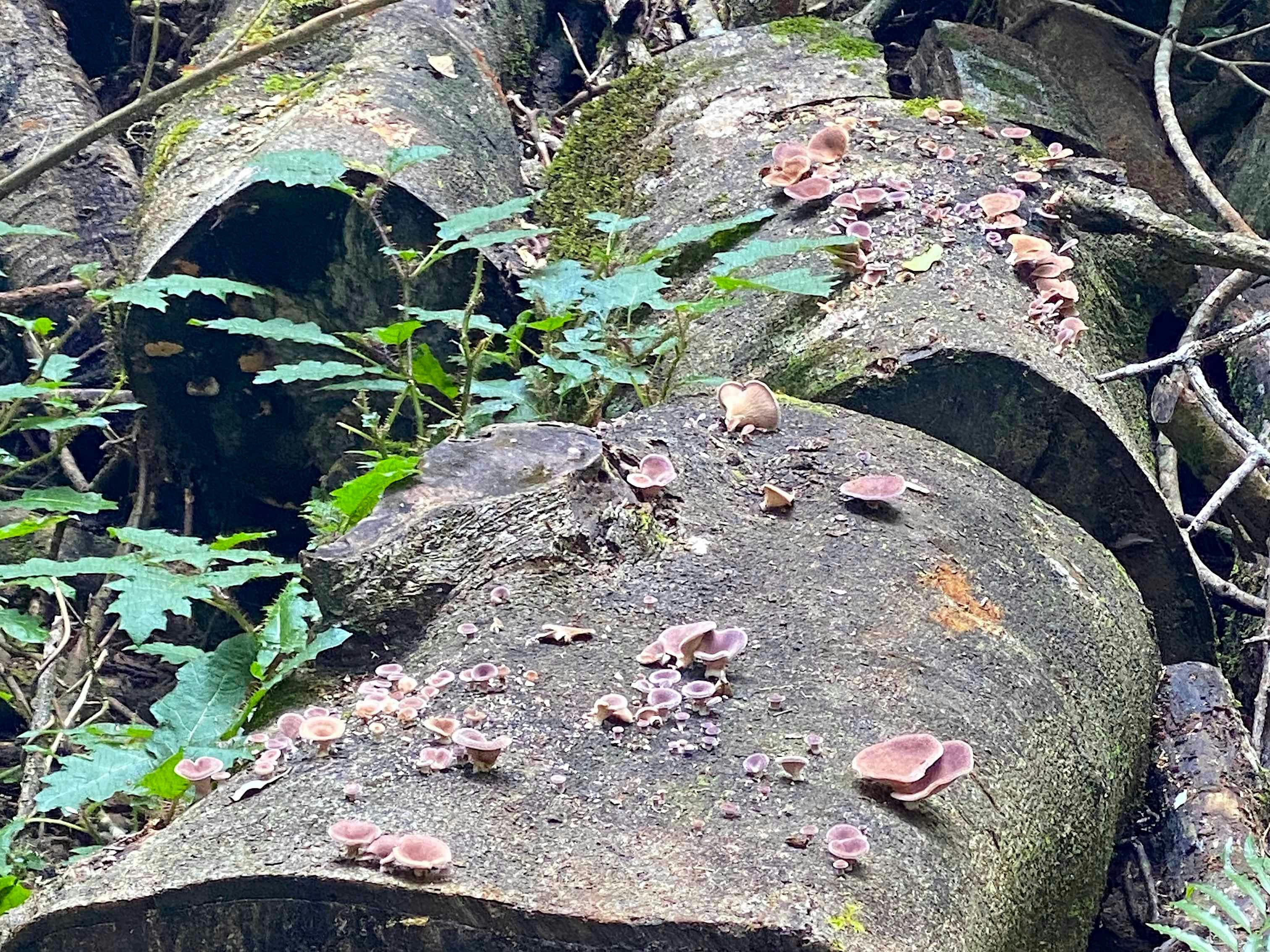 Joel's Journeys - Glass House Mountains Tour