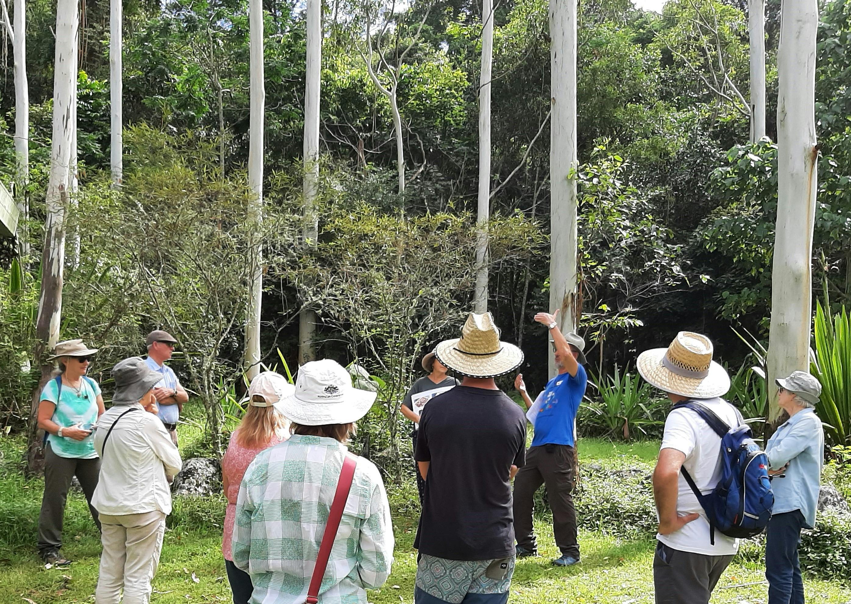 Guided Walk in the Rainforest