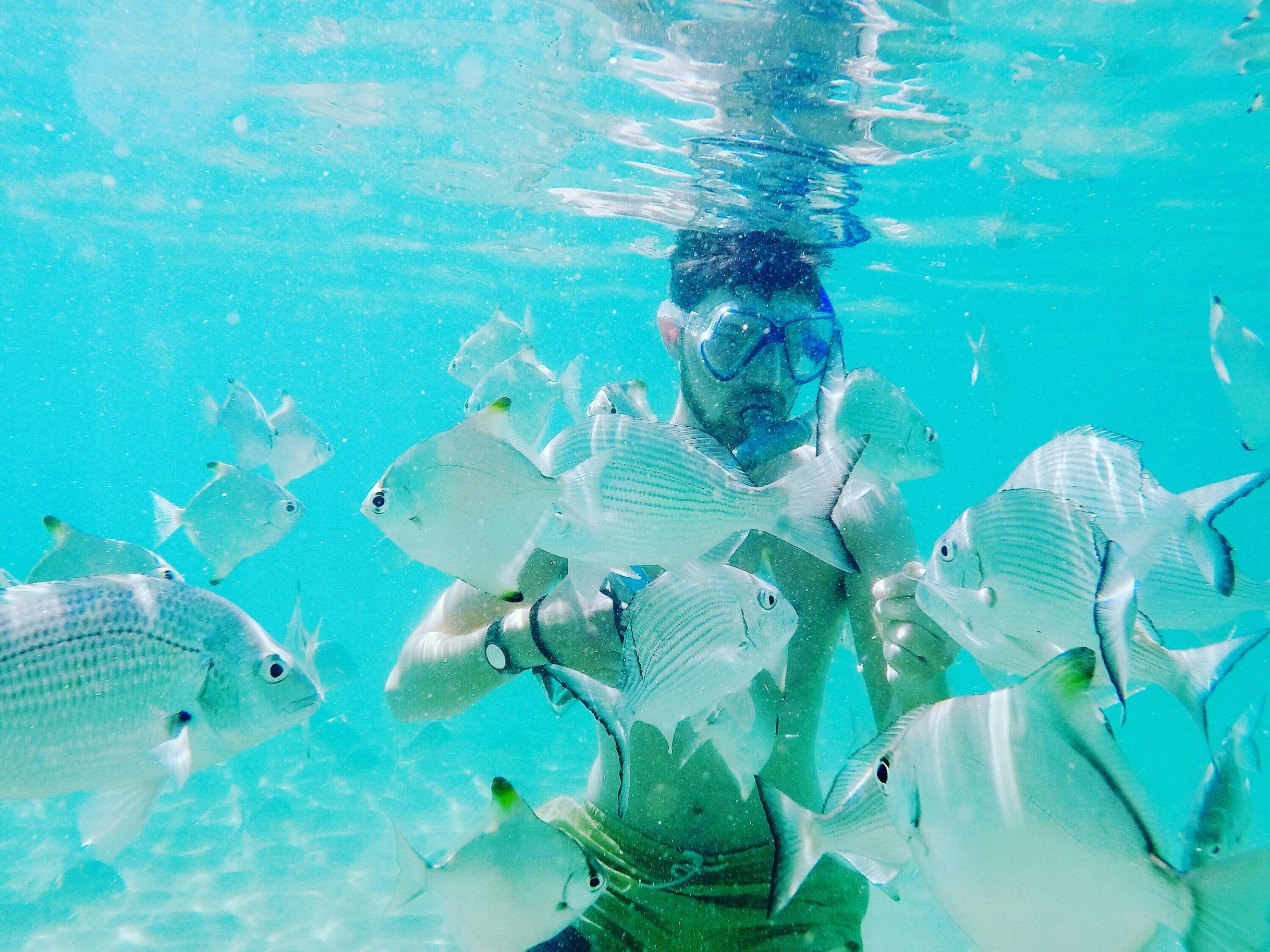 Fish Feeding