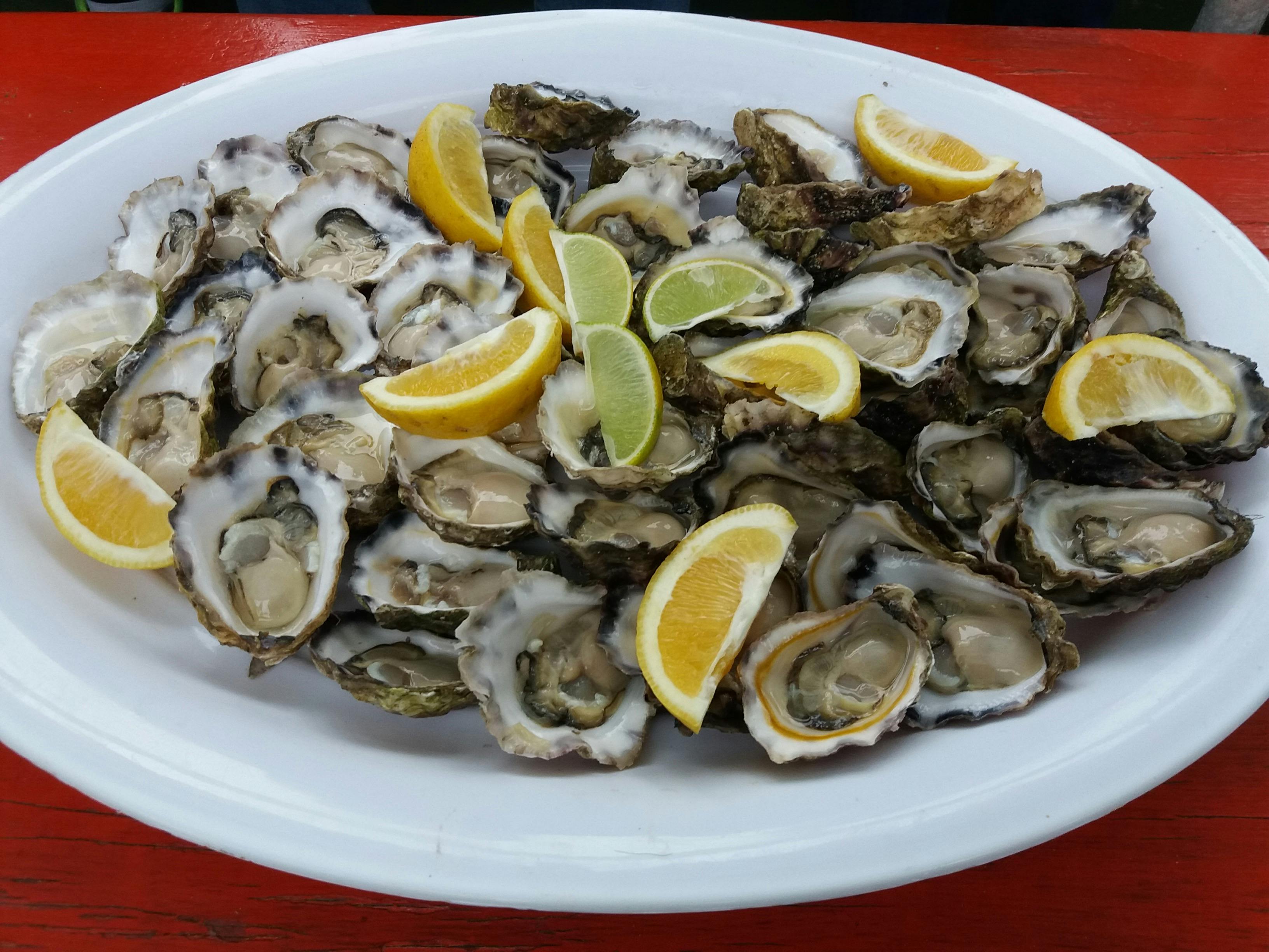 Captain Sponges Magical Oyster Tour, Pambula, Sapphire Coast, South Coast NSW, tours, oysters, tours