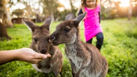 WOODSTOCK Wildlife Sanctuary
