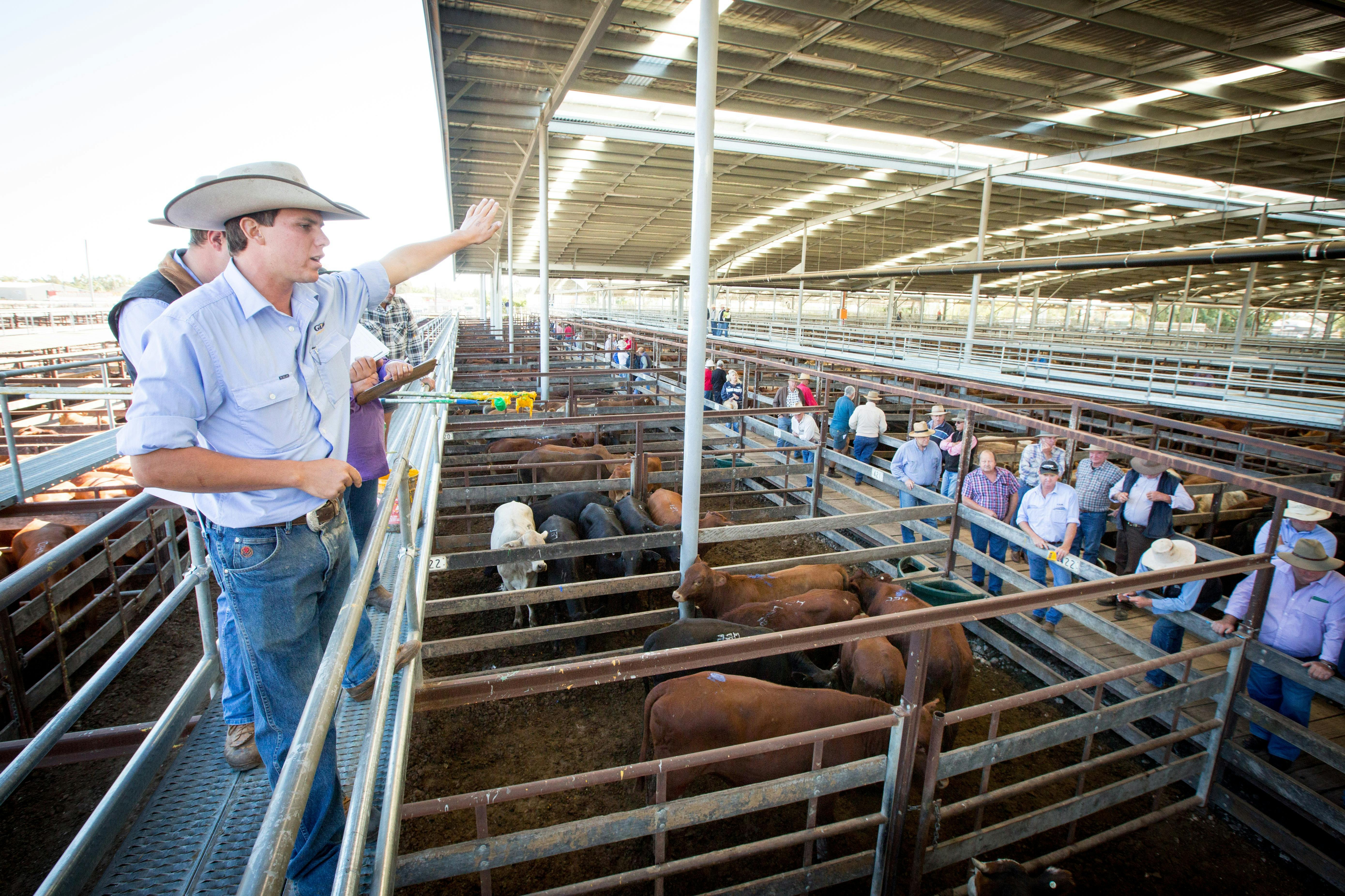 Cattle sale in action.