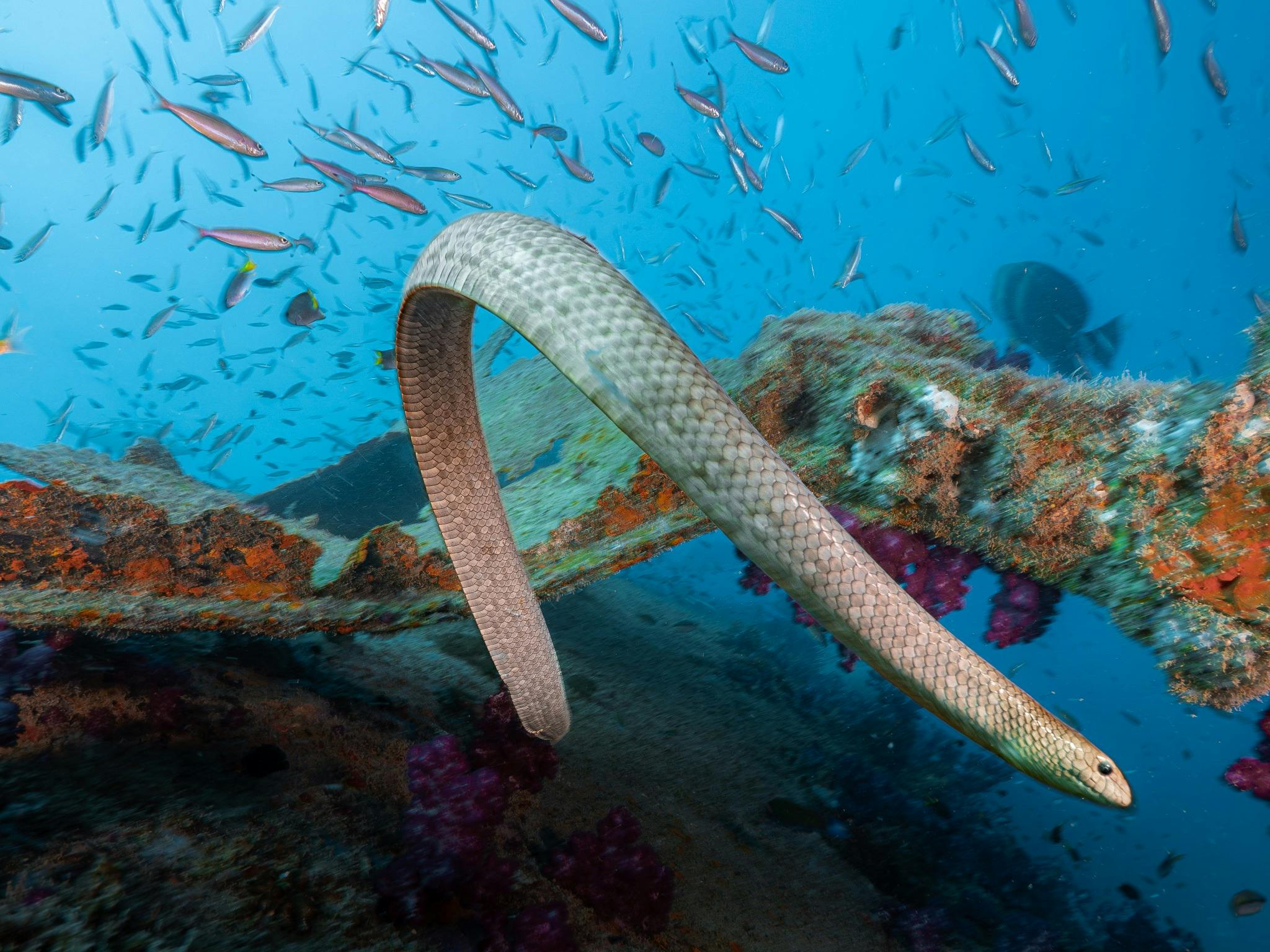 Olive Sea Snake at the Yongala Wreck