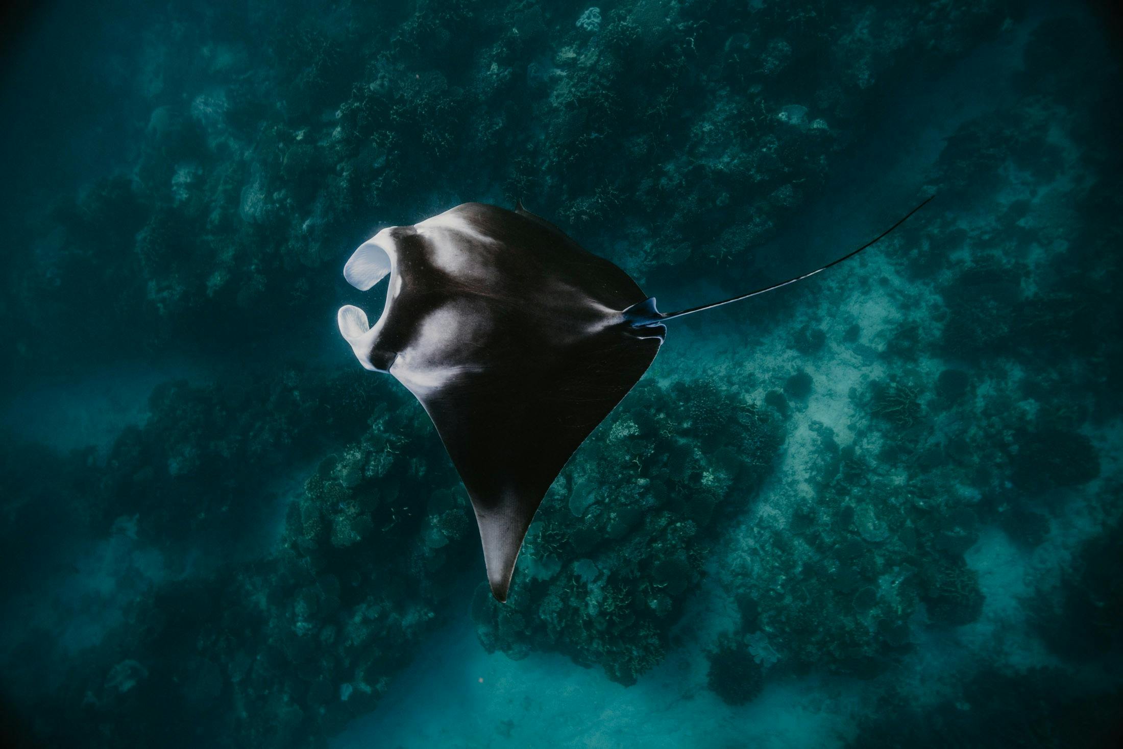 ningaloo blue