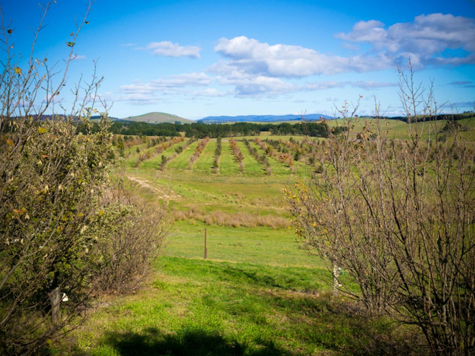 Image for Tarago Truffle Hunts