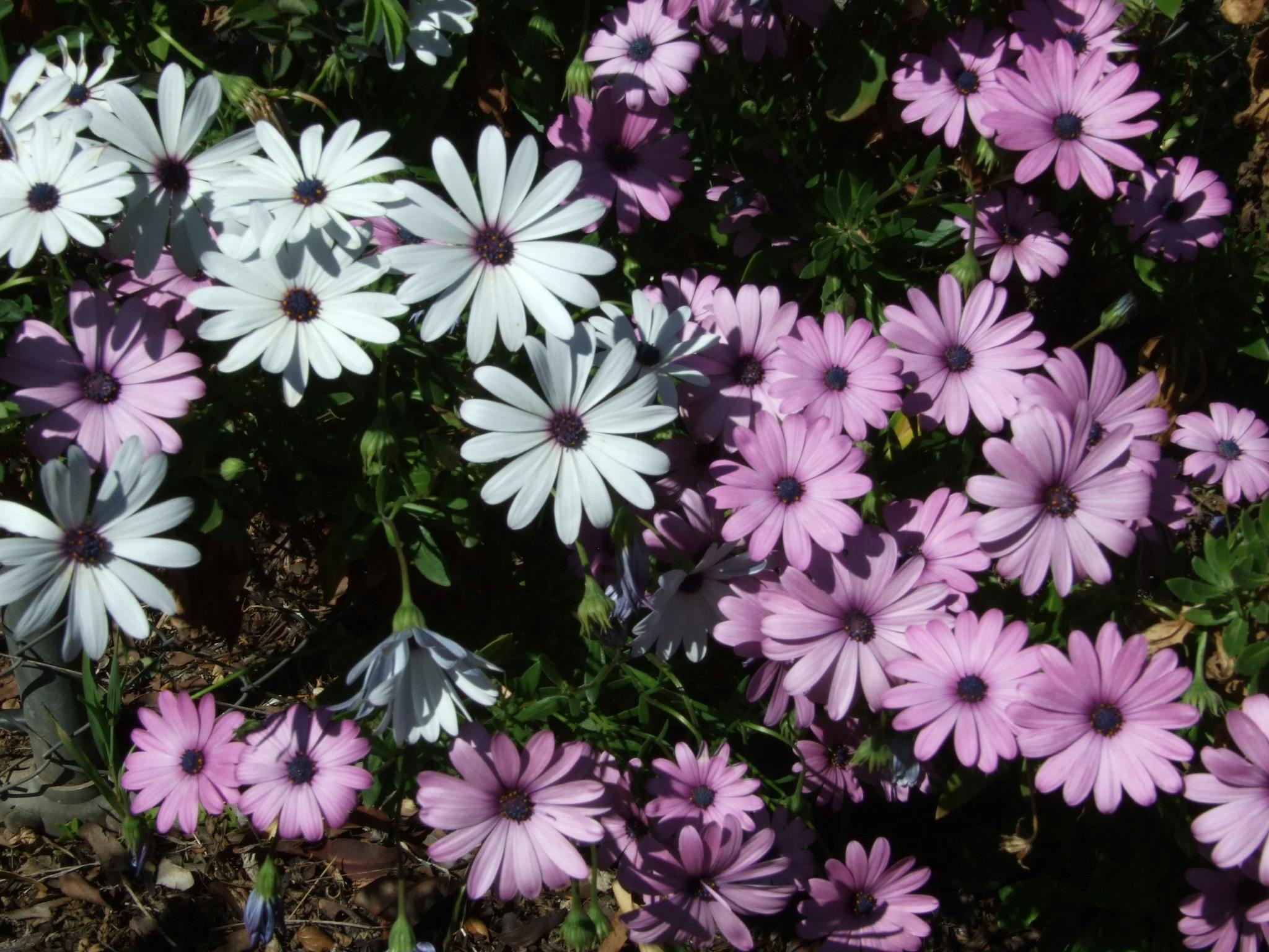 Oak Tree Village Toowoomba holds an annual plant sale to support local charities