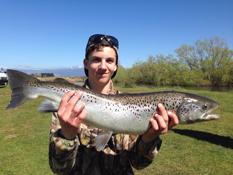 Atlantic Salmon Brumby's creek