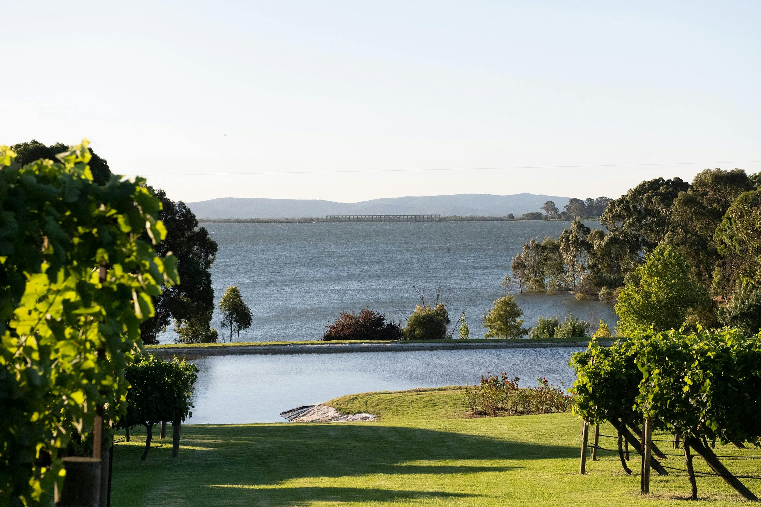 View from our cellar door looking at the vines and Lake Hume