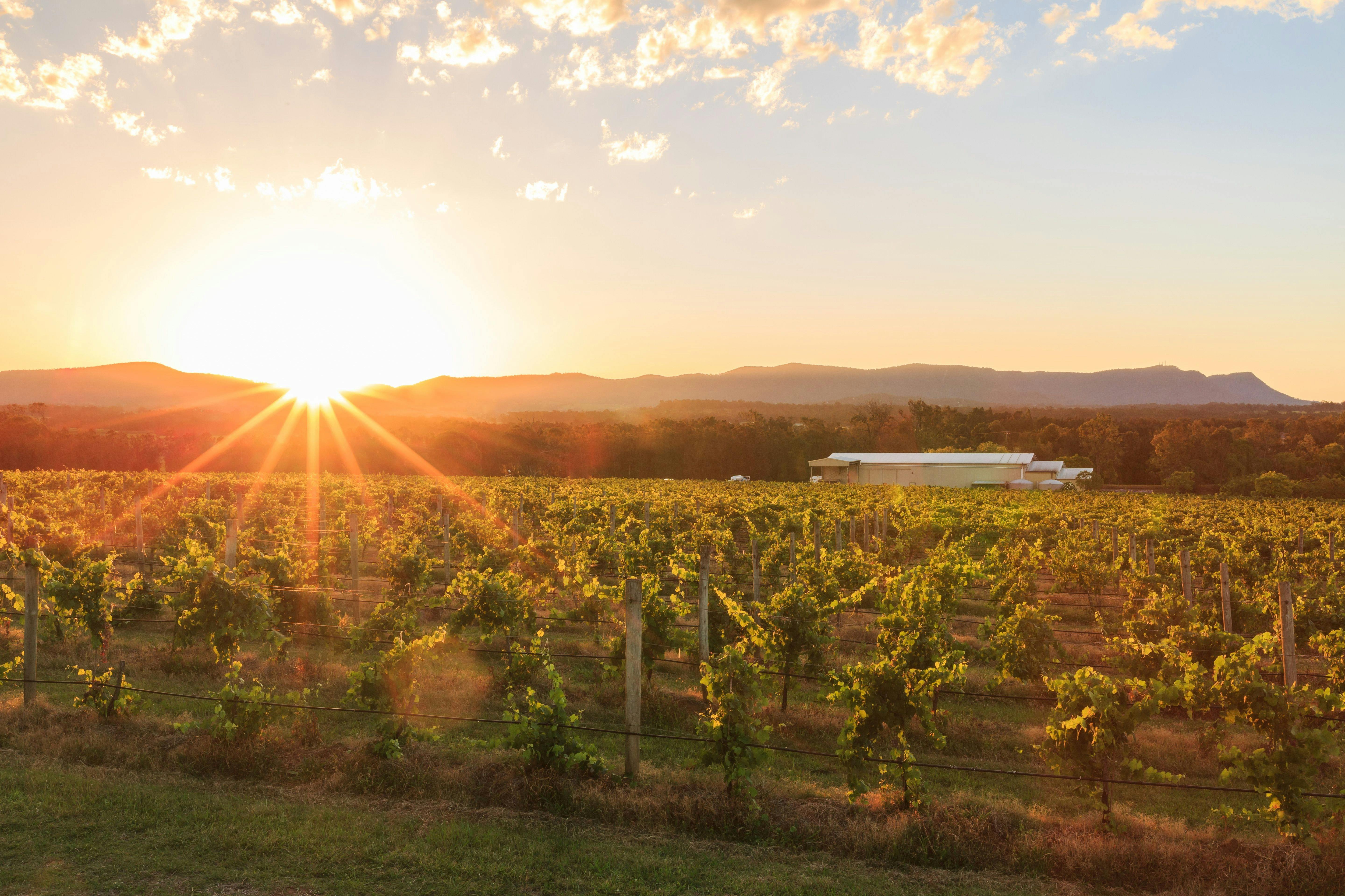 Sunset over the vineyard