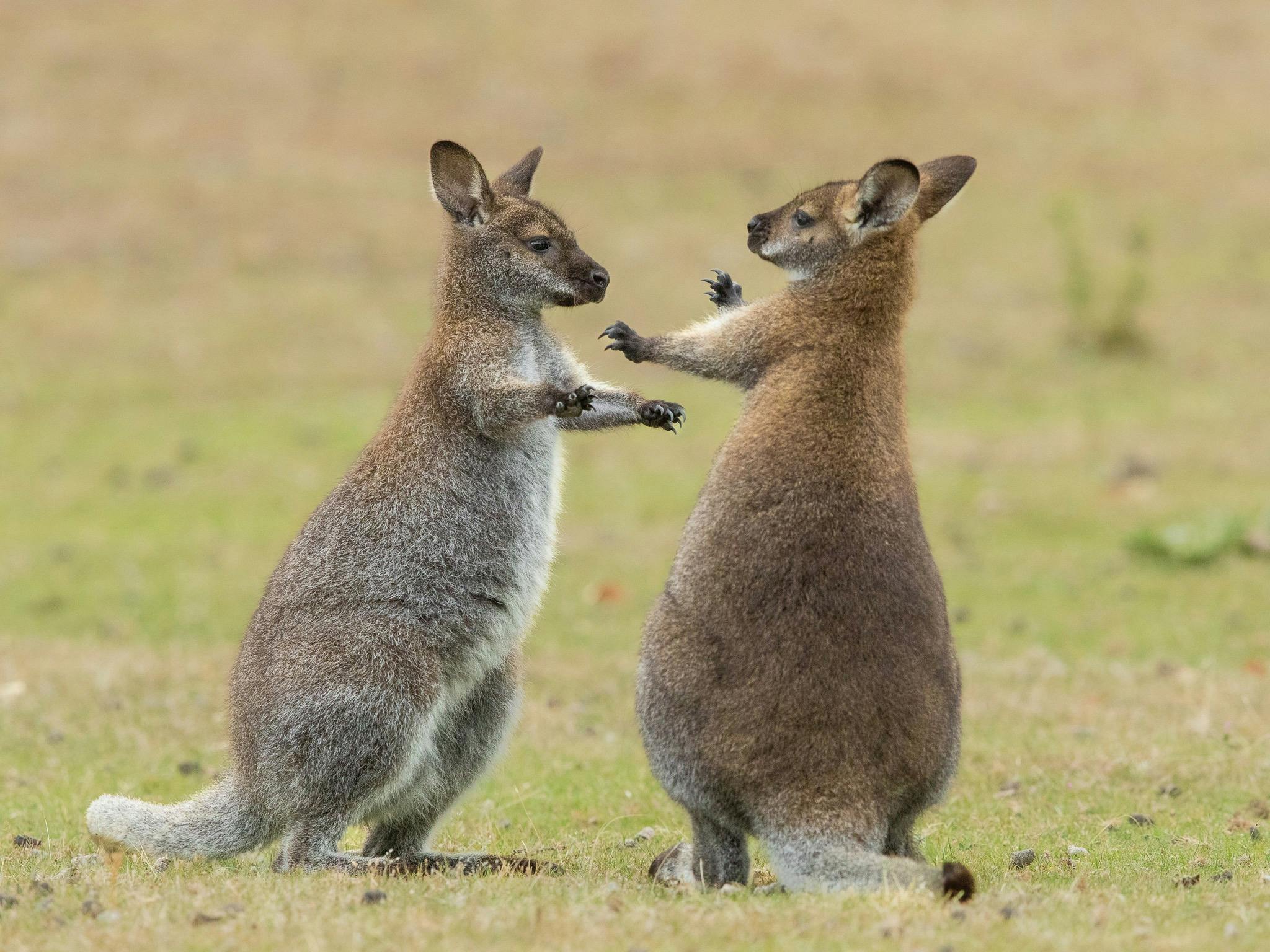 two wallabies playfully sparring