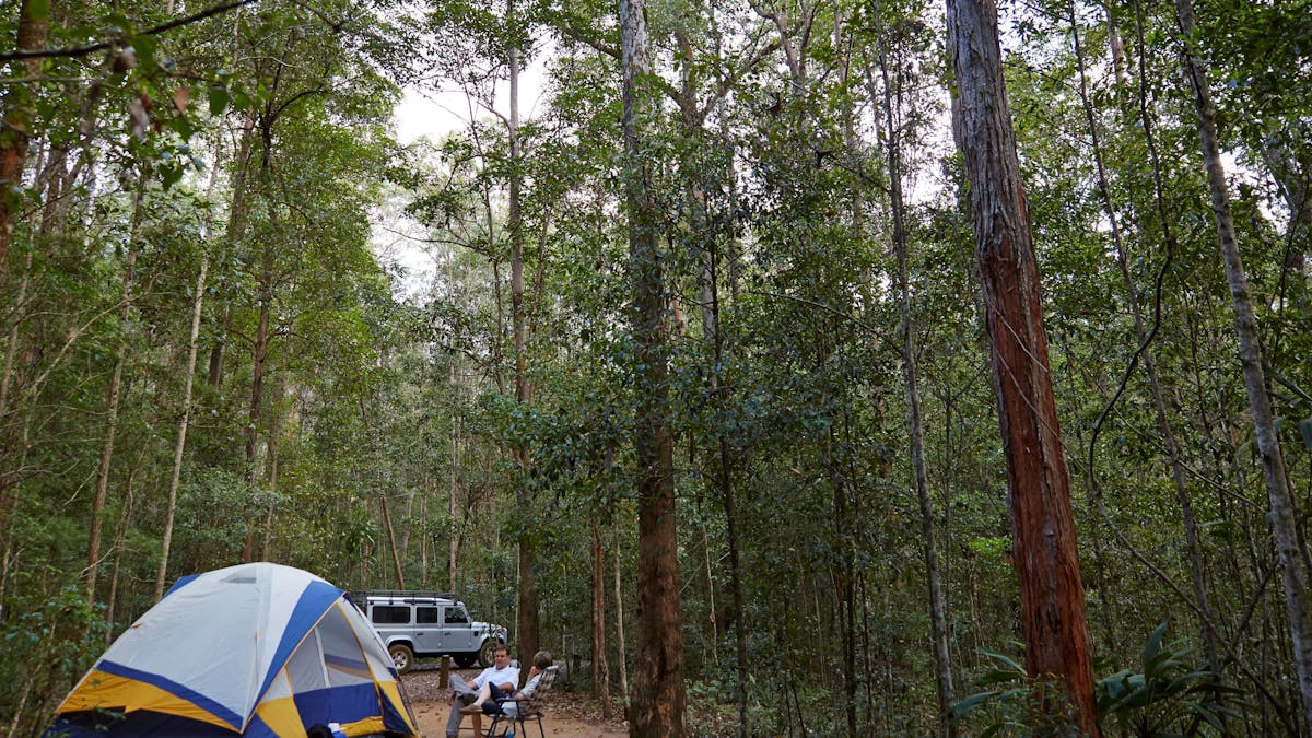 Tent in forest, Mount Mee