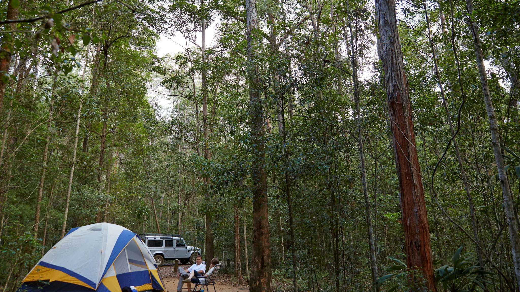 Tent in forest, Mount Mee Tent in forest, Mount Mee
