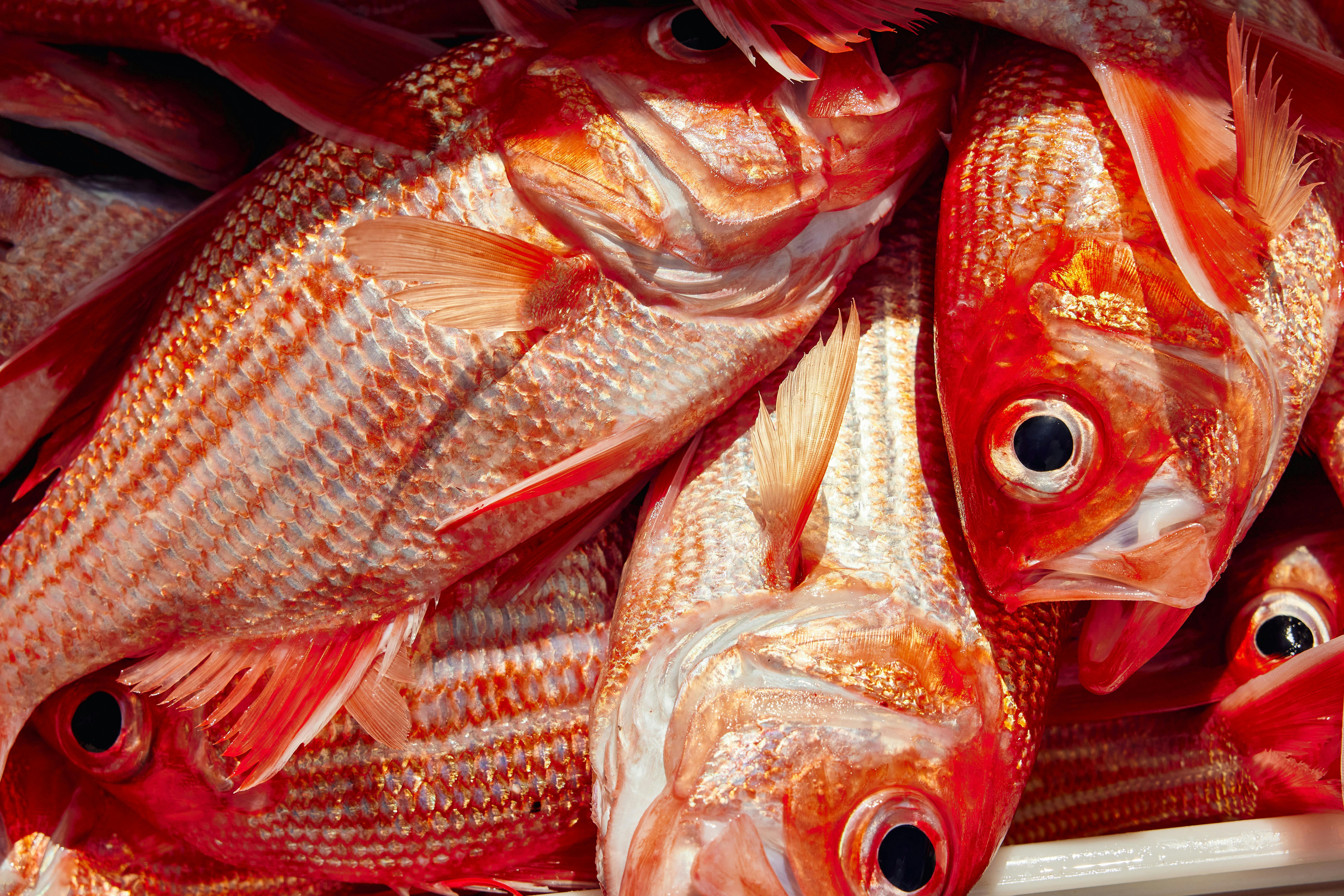 Nannygai caught onboard Reef Encounters Fishing Charters