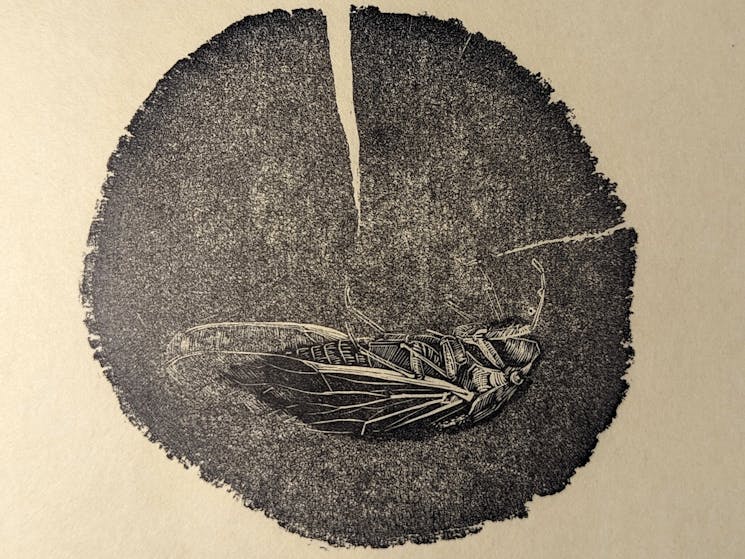 carving of a cicada printed in black ink
