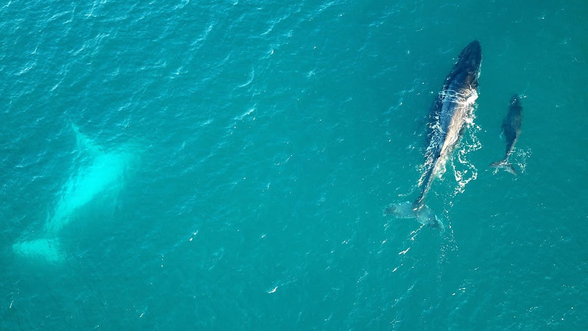 Whales