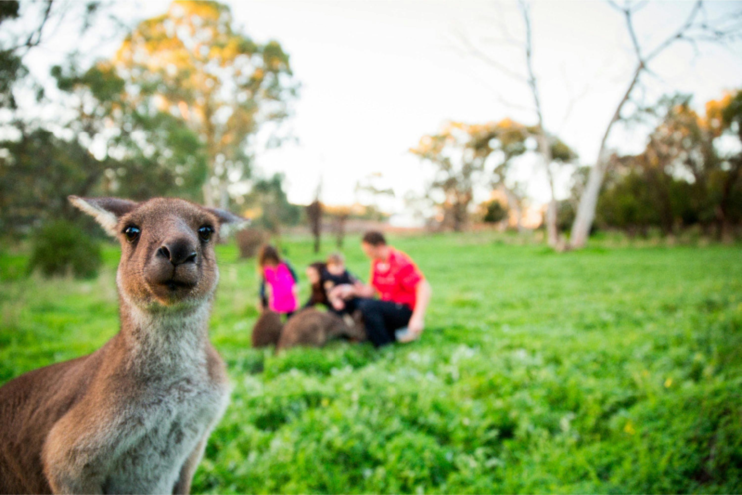 Inquisitive Kangaroo