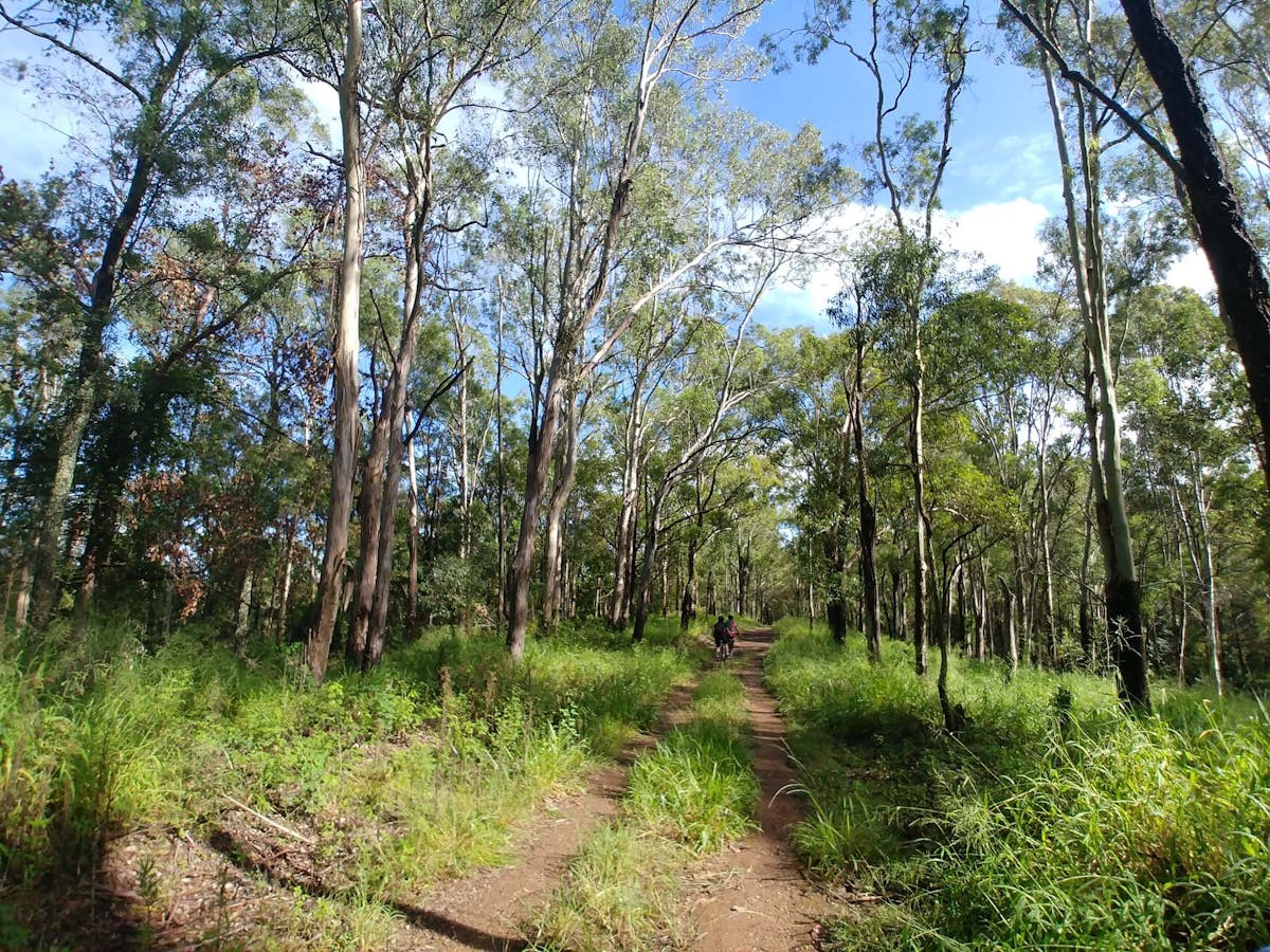 Two people riding their mountain bikes on the trails in Samford Conservation Forest