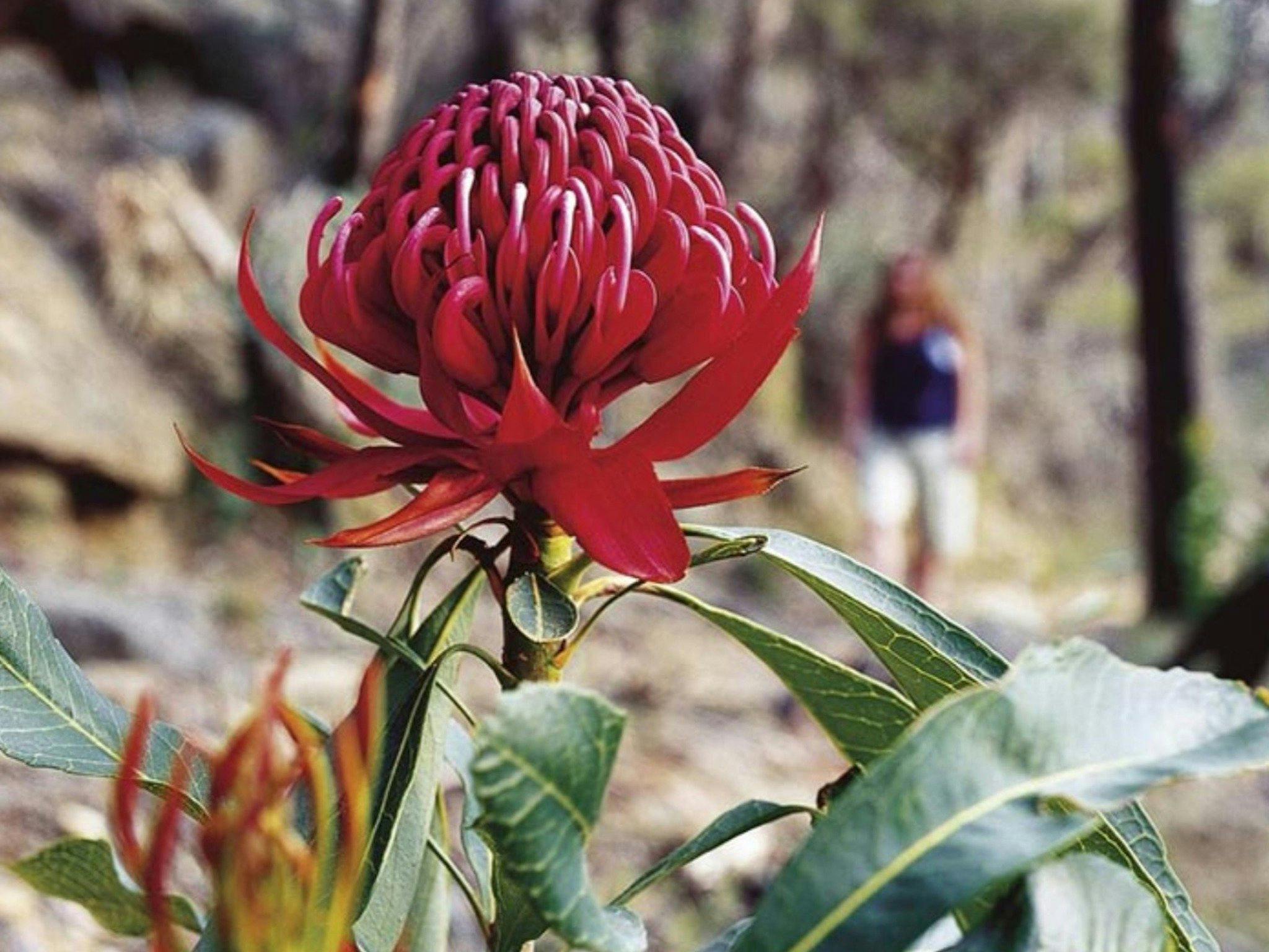 Blue Mountains and 6-Foot Track Uncovered - 8-Day Self-Guided