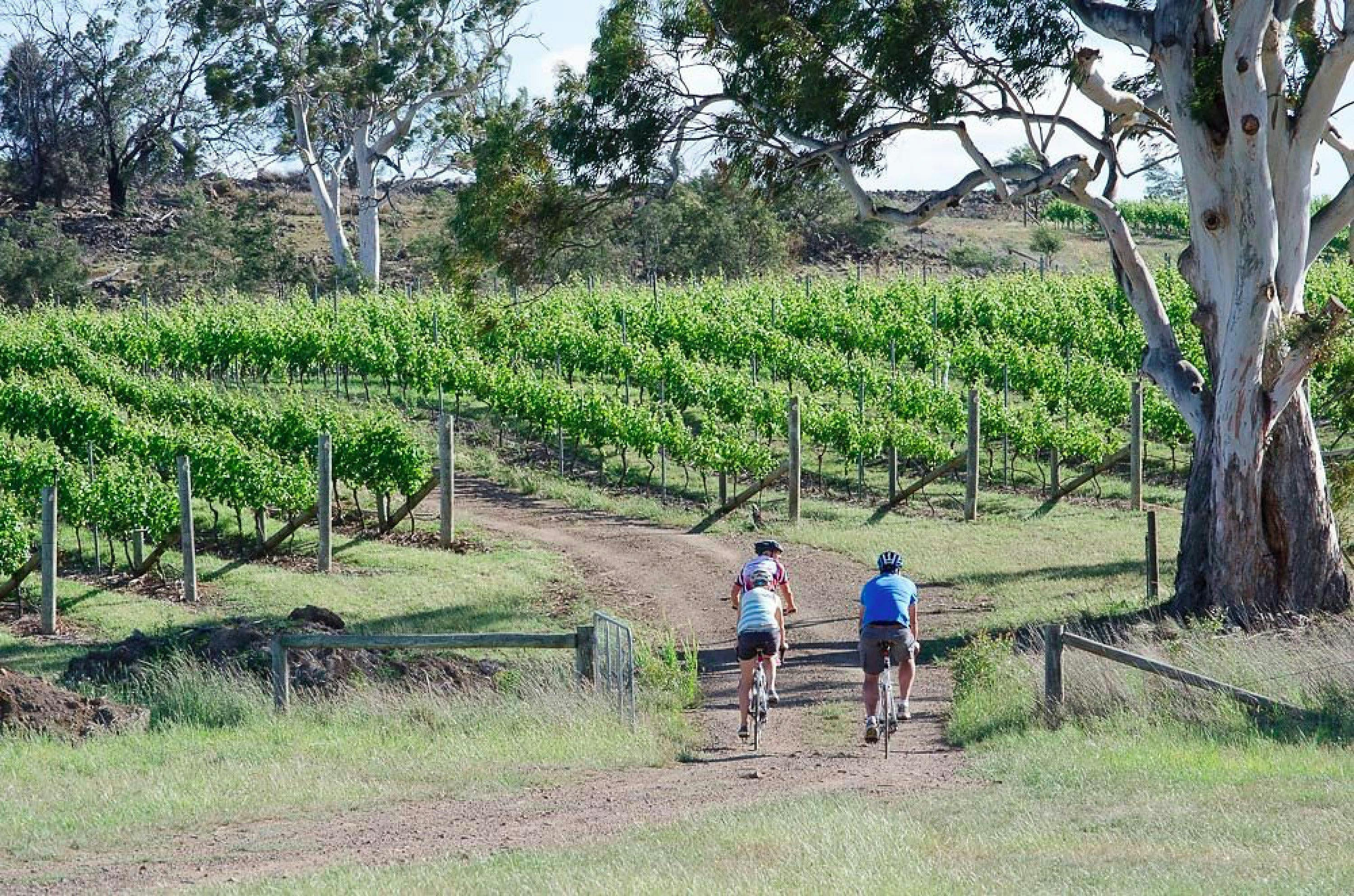 Riding along into road into vineyard