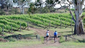 Riding along into road into vineyard